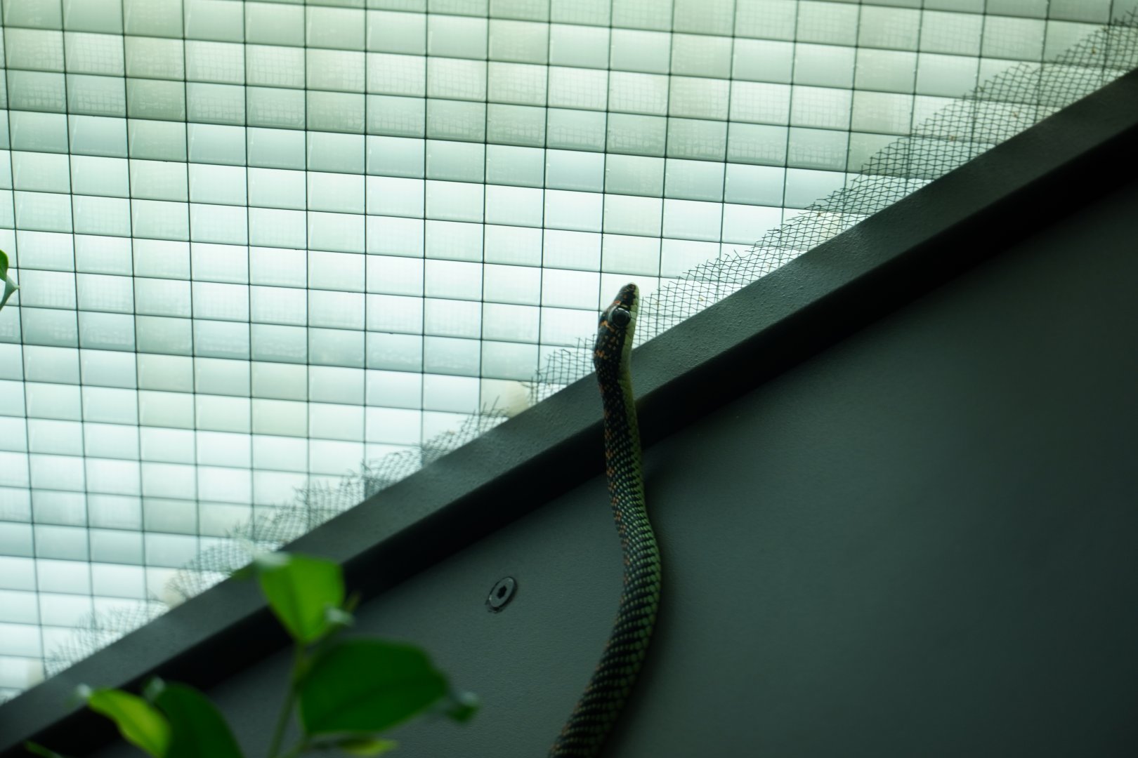 Paradise Island Flying Snake