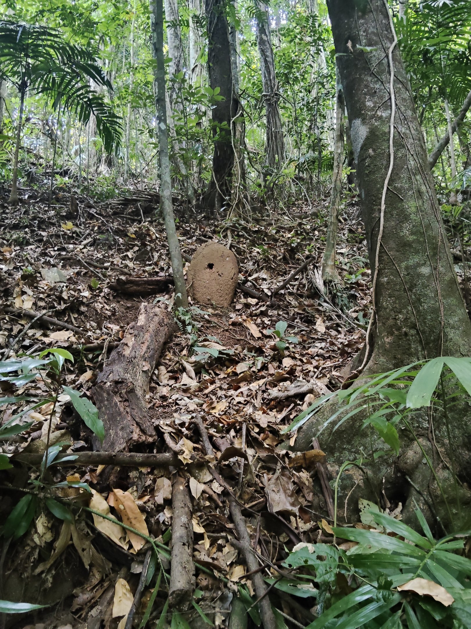 Paradise Kingfisher nest-site in termite mound