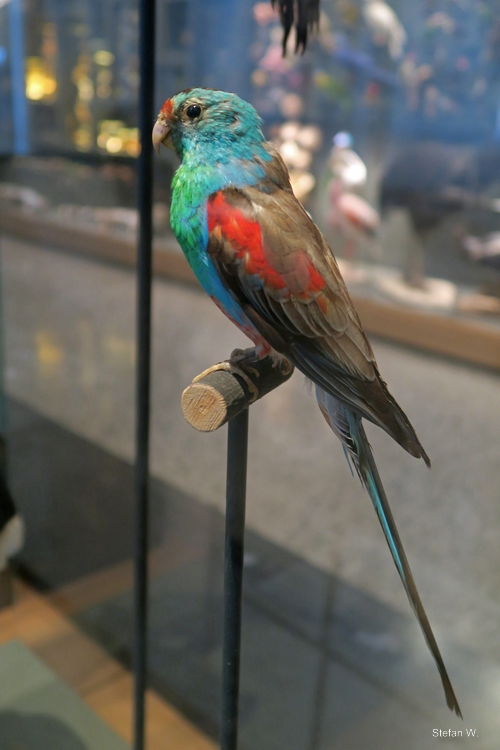 Paradise parrot (Psephotellus pulcherrimus) - Darmstadt Landesmuseum
