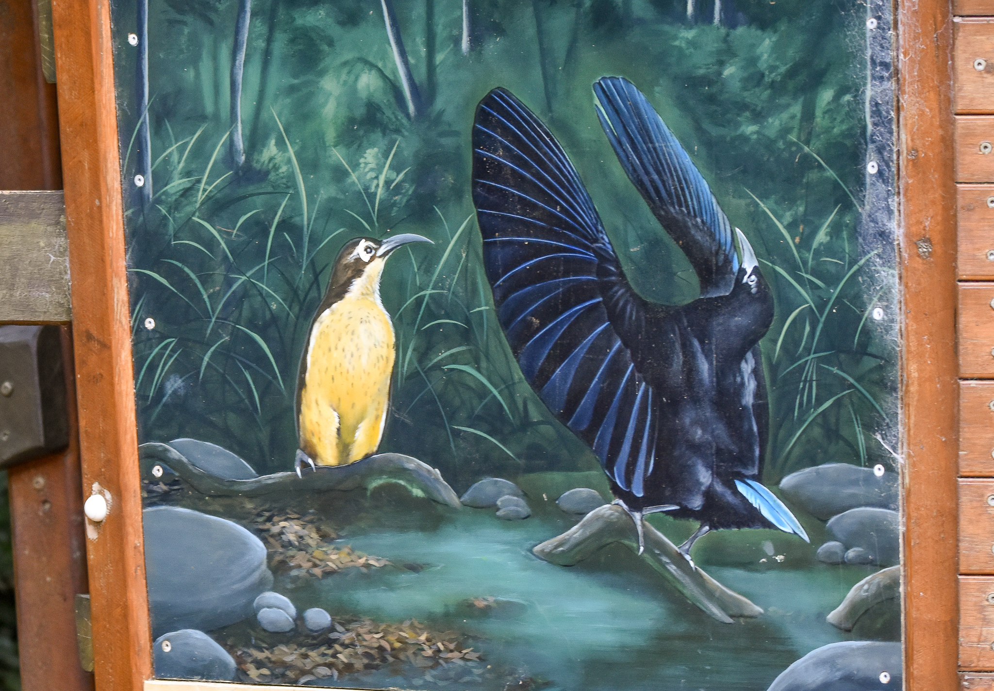 Paradise Riflebird Artwork on Playground