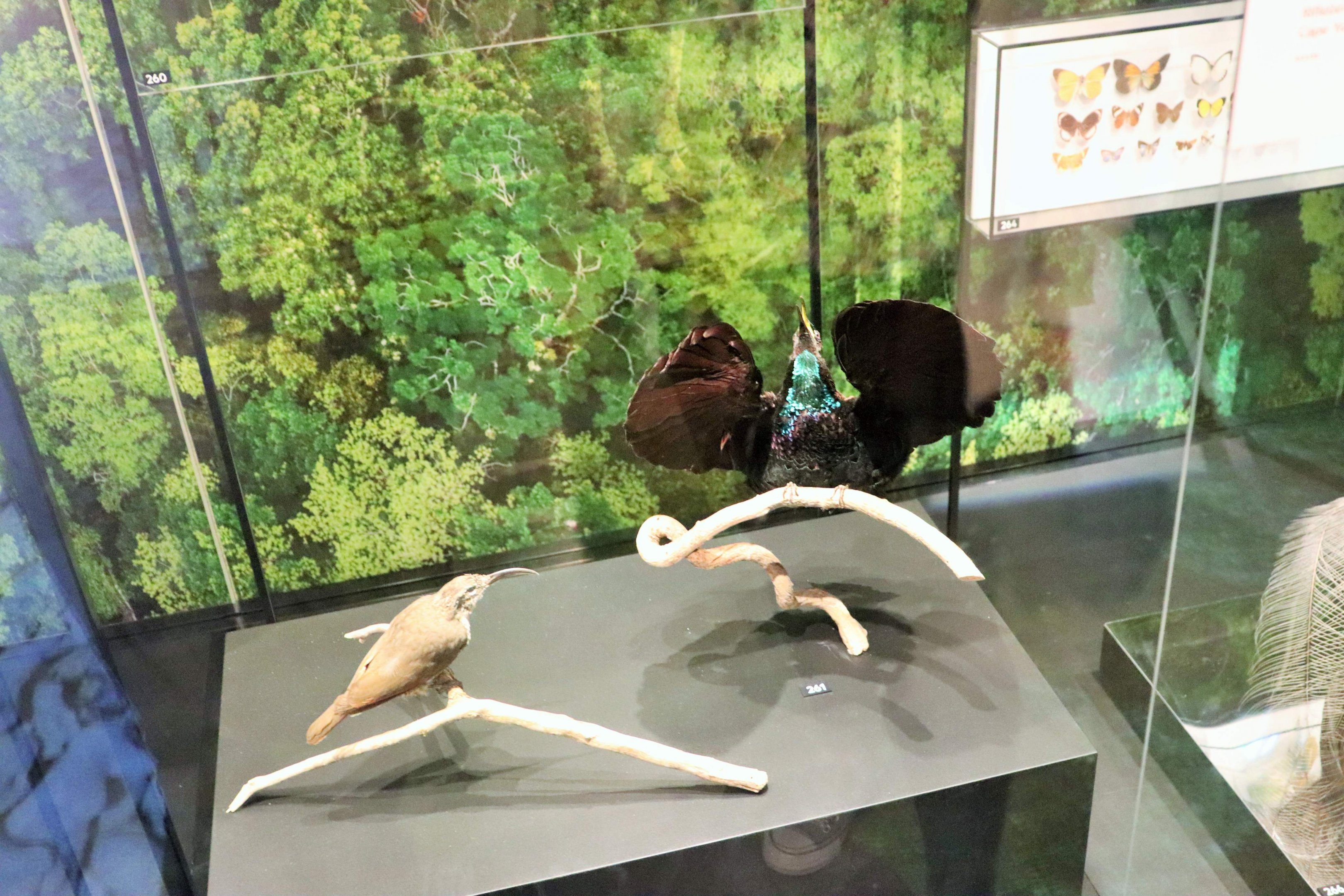 Paradise Riflebird (Ptiloris paradiseus)