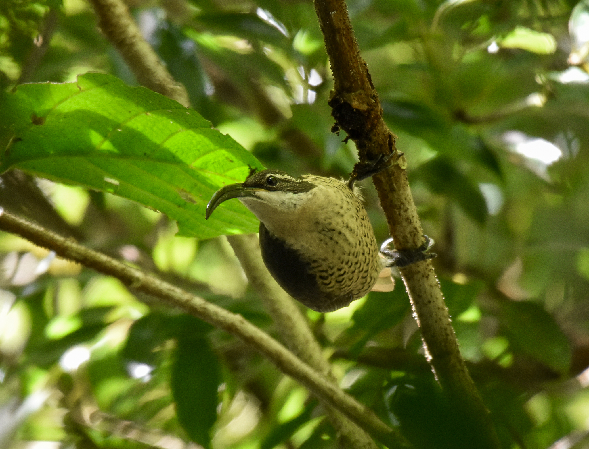 Paradise Riflebird