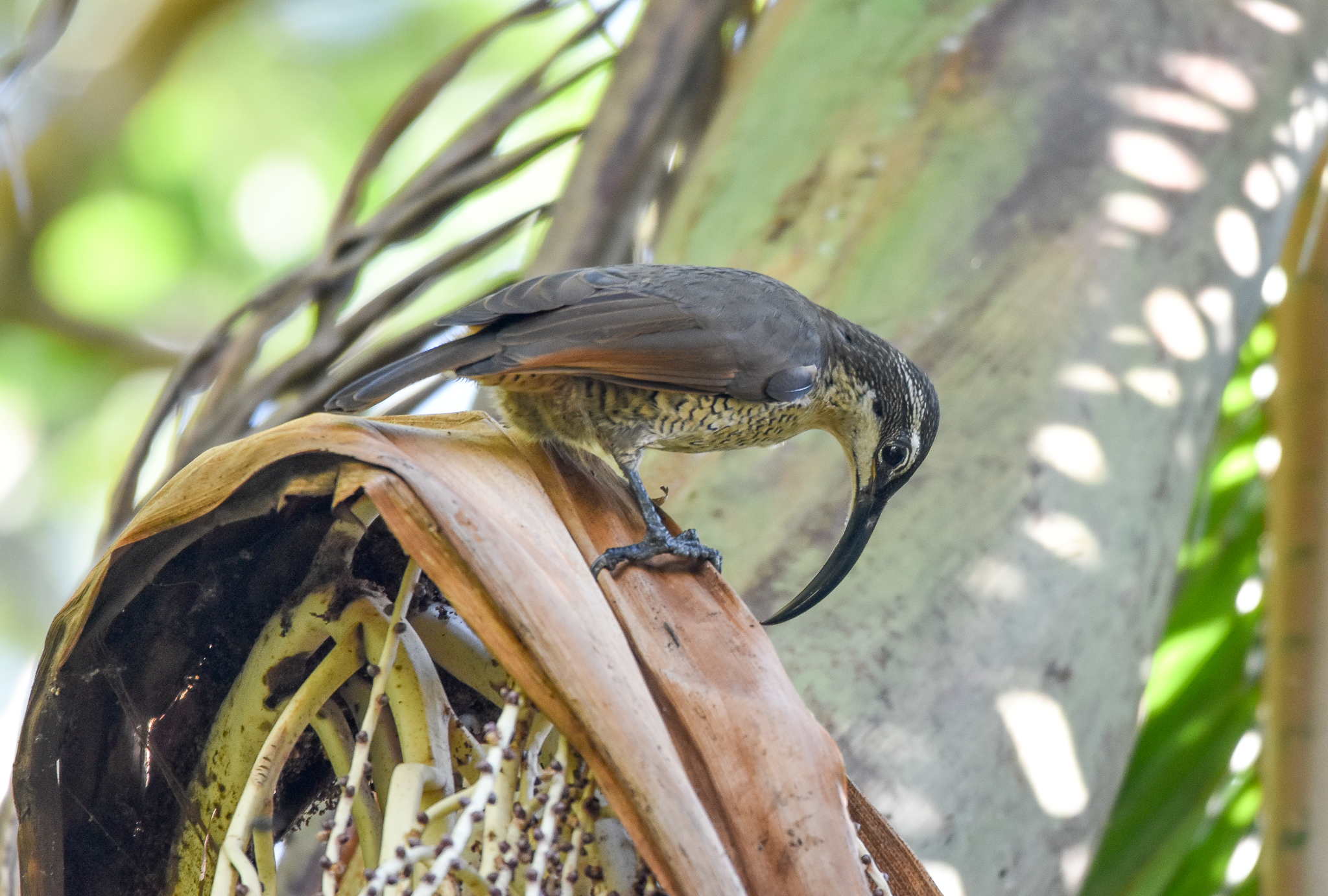 Paradise Riflebird
