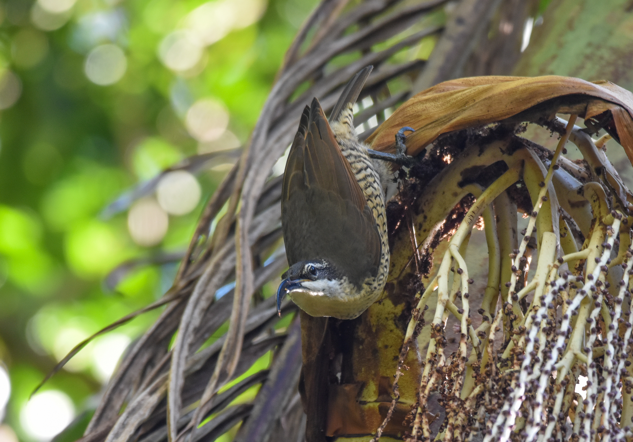 Paradise Riflebird