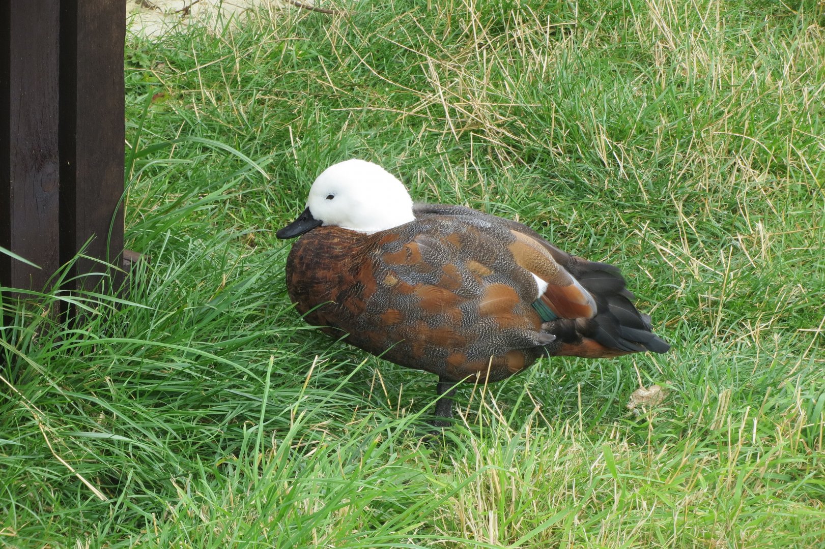 Paradise shelduck 100819