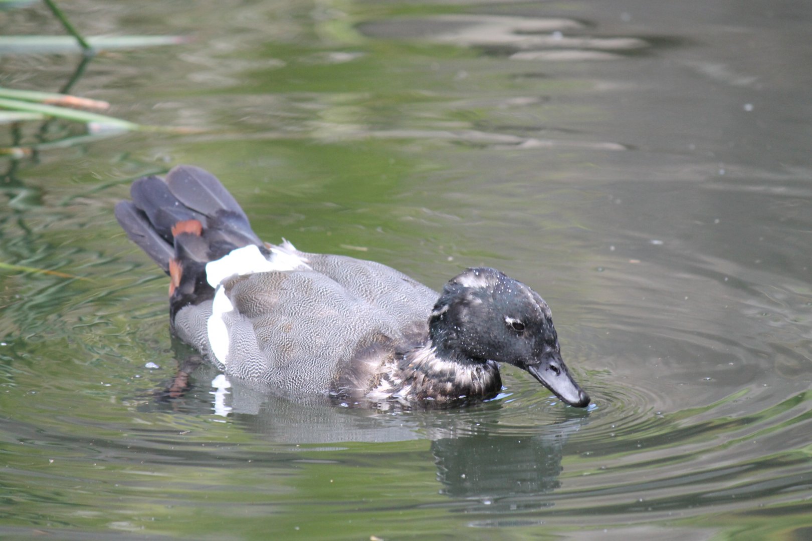 Paradise Shelduck (2012)