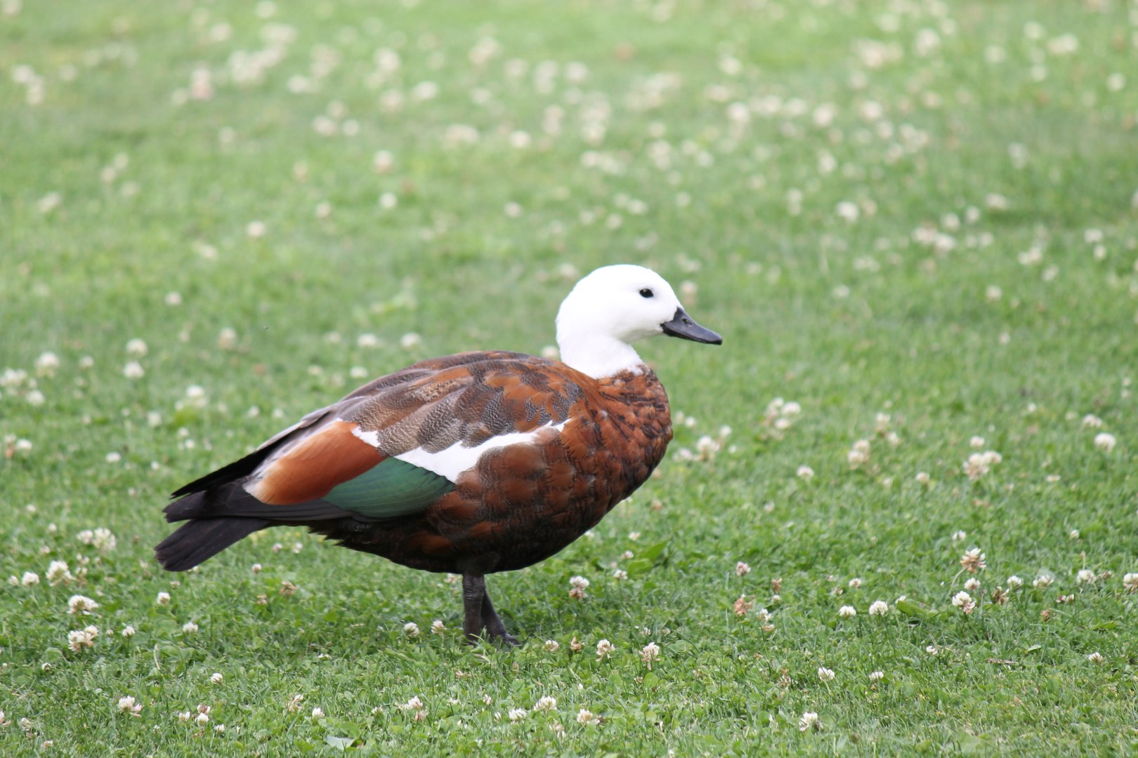 Paradise Shelduck (2016)