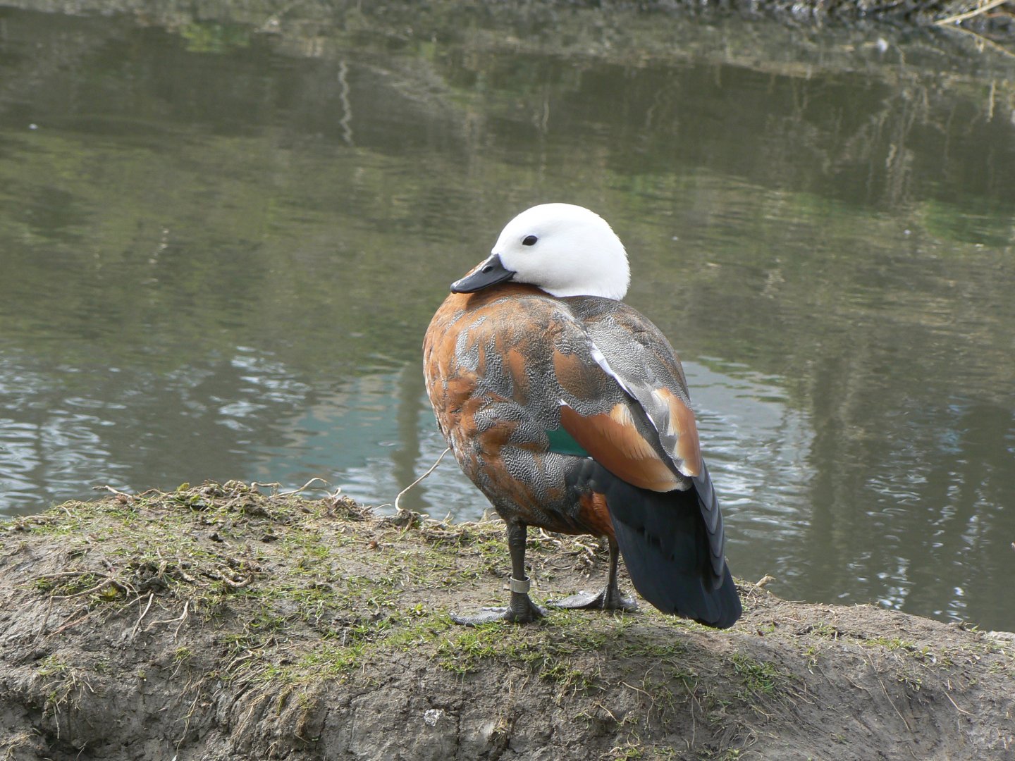 Paradise Shelduck - 28 March 2018