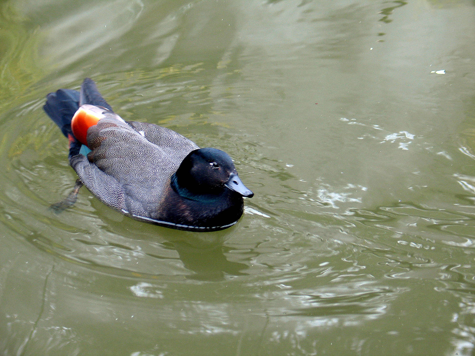 Paradise Shelduck at Auckland Zoo