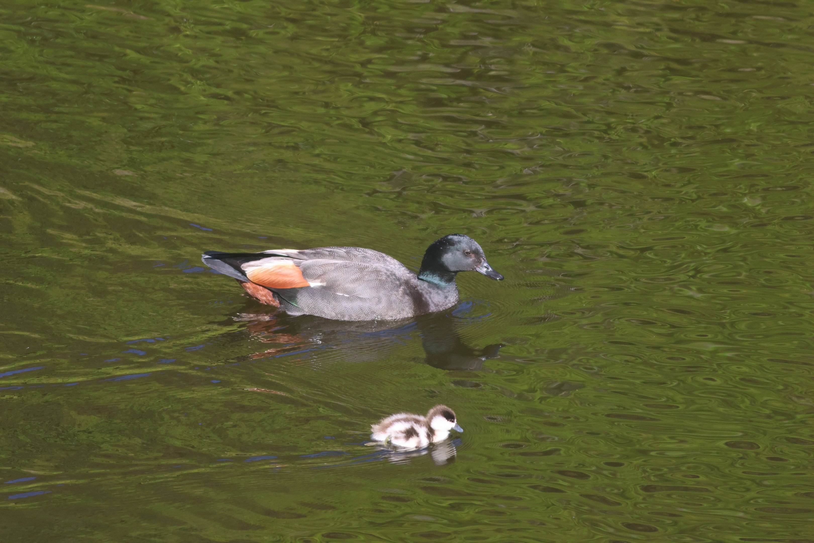 Paradise Shelduck drake and duckling