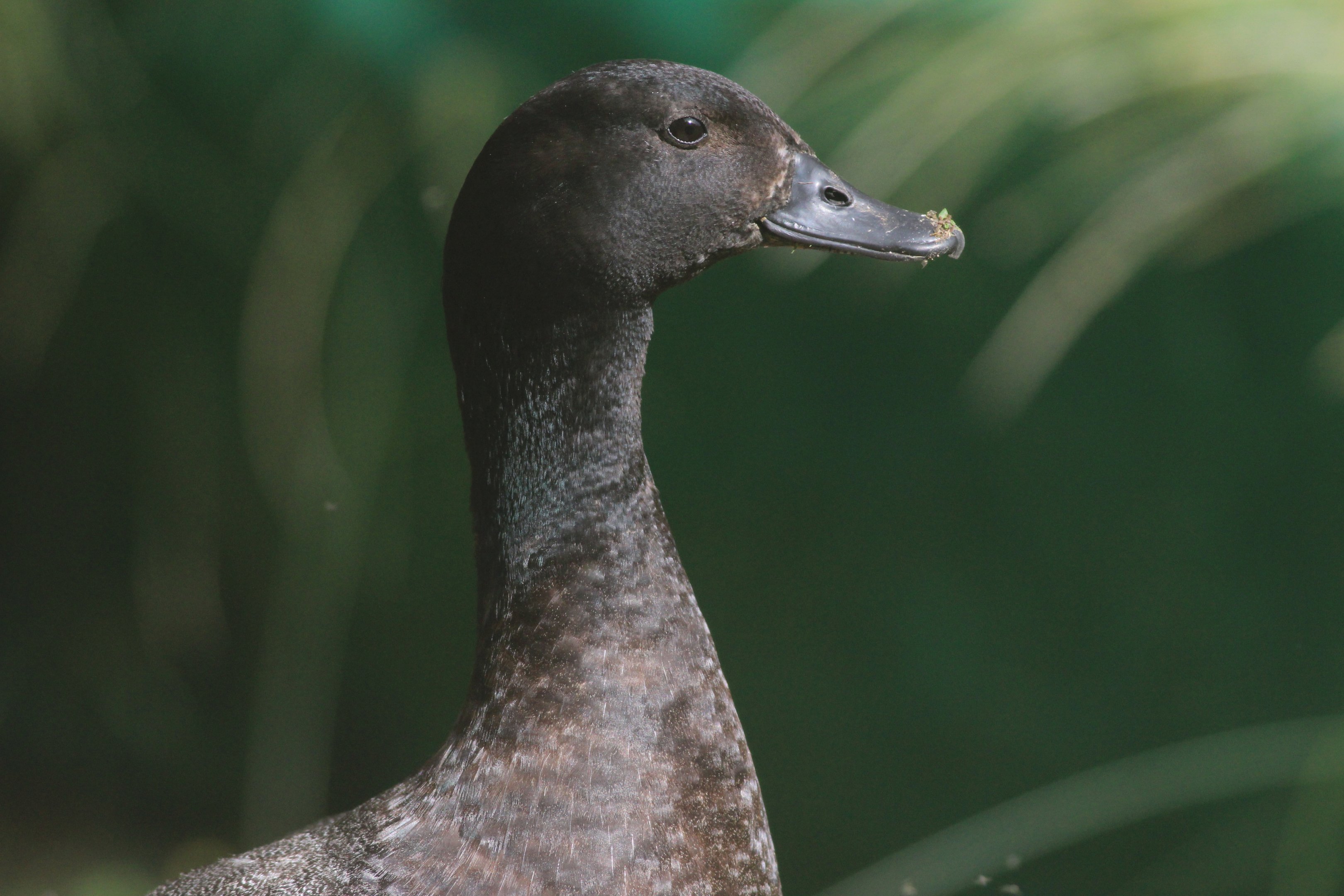 Paradise Shelduck drake