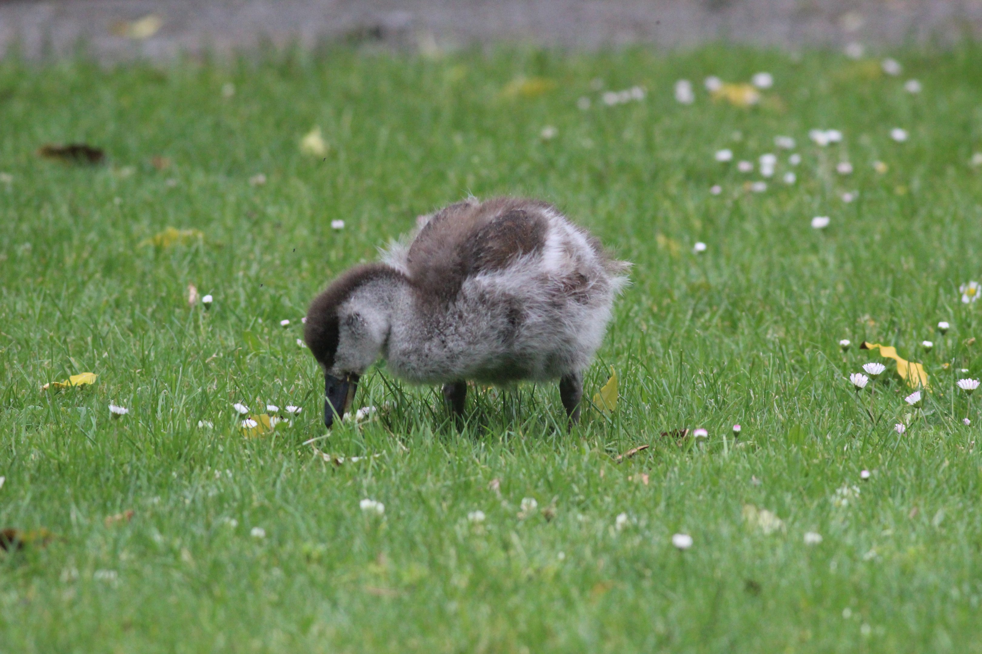 Paradise Shelduck duckling