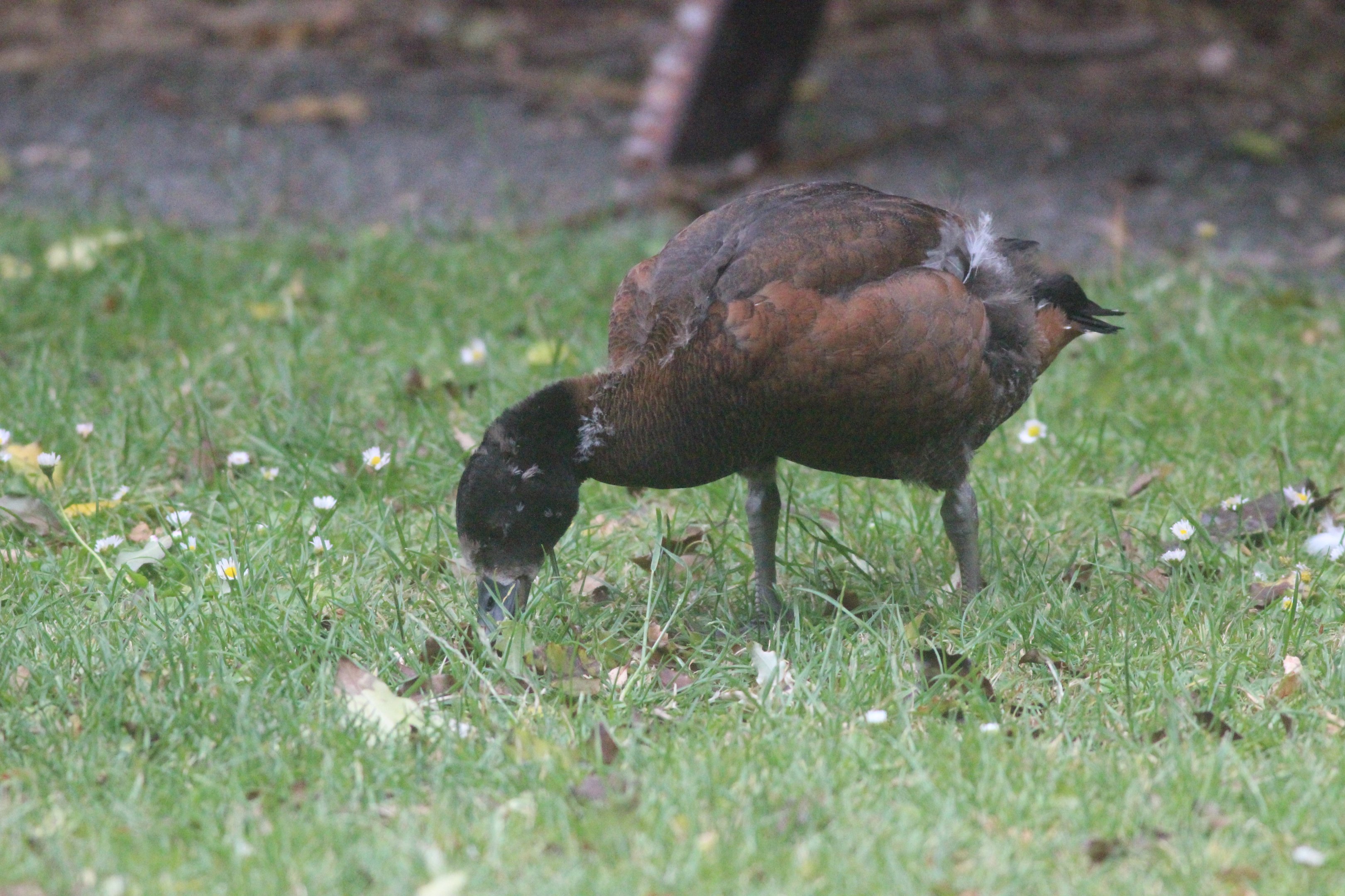 Paradise Shelduck duckling