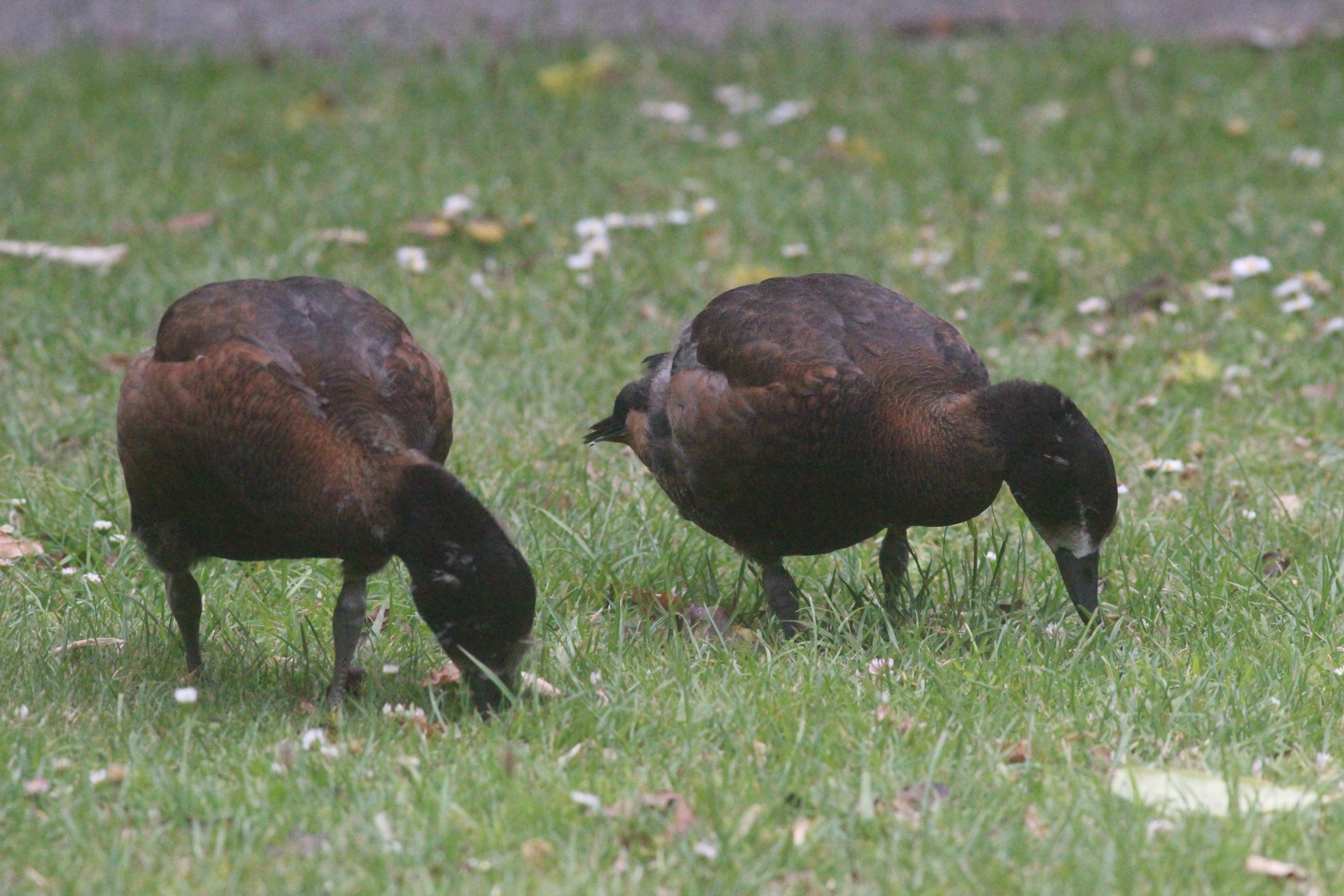 Paradise Shelduck ducklings