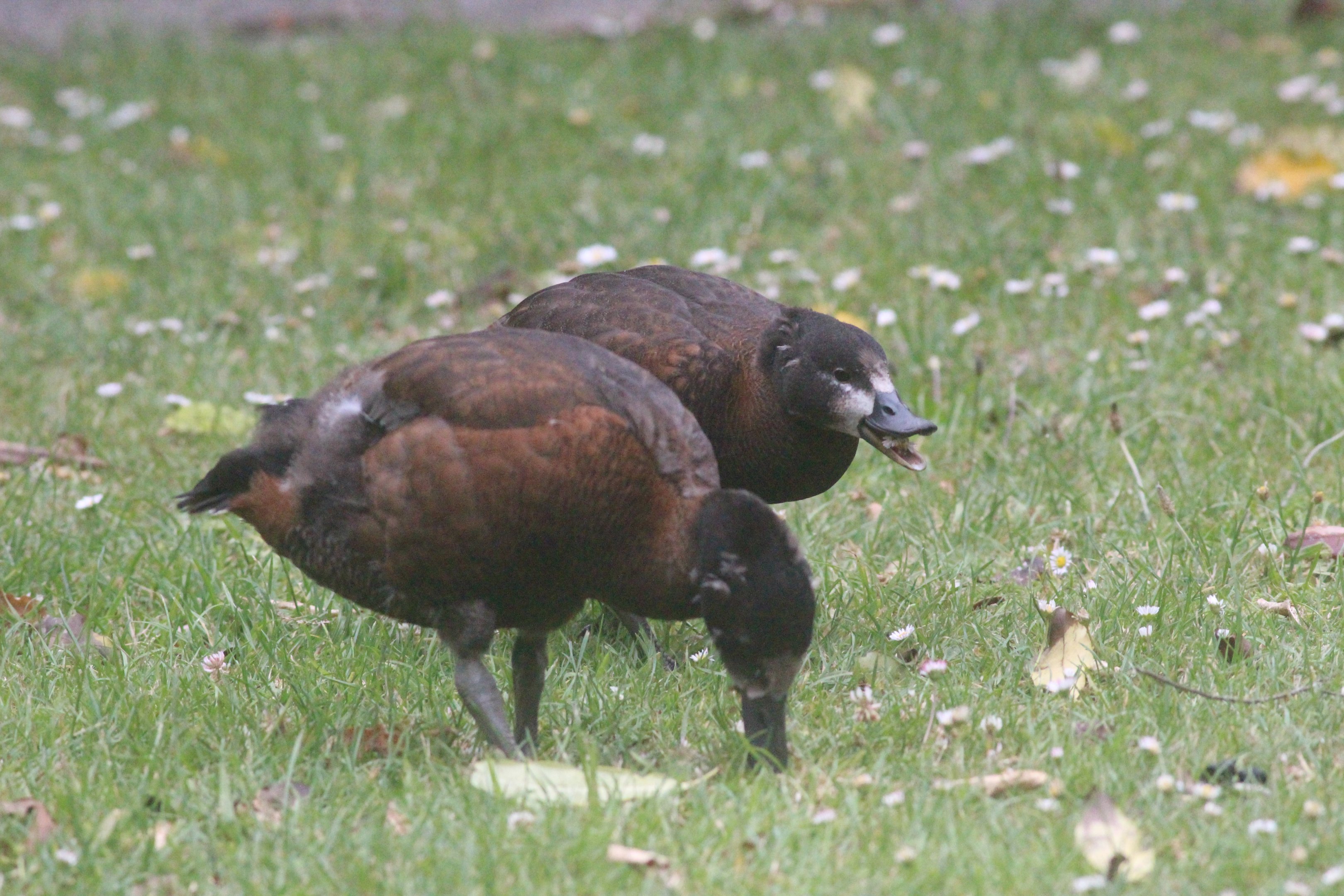 Paradise Shelduck ducklings