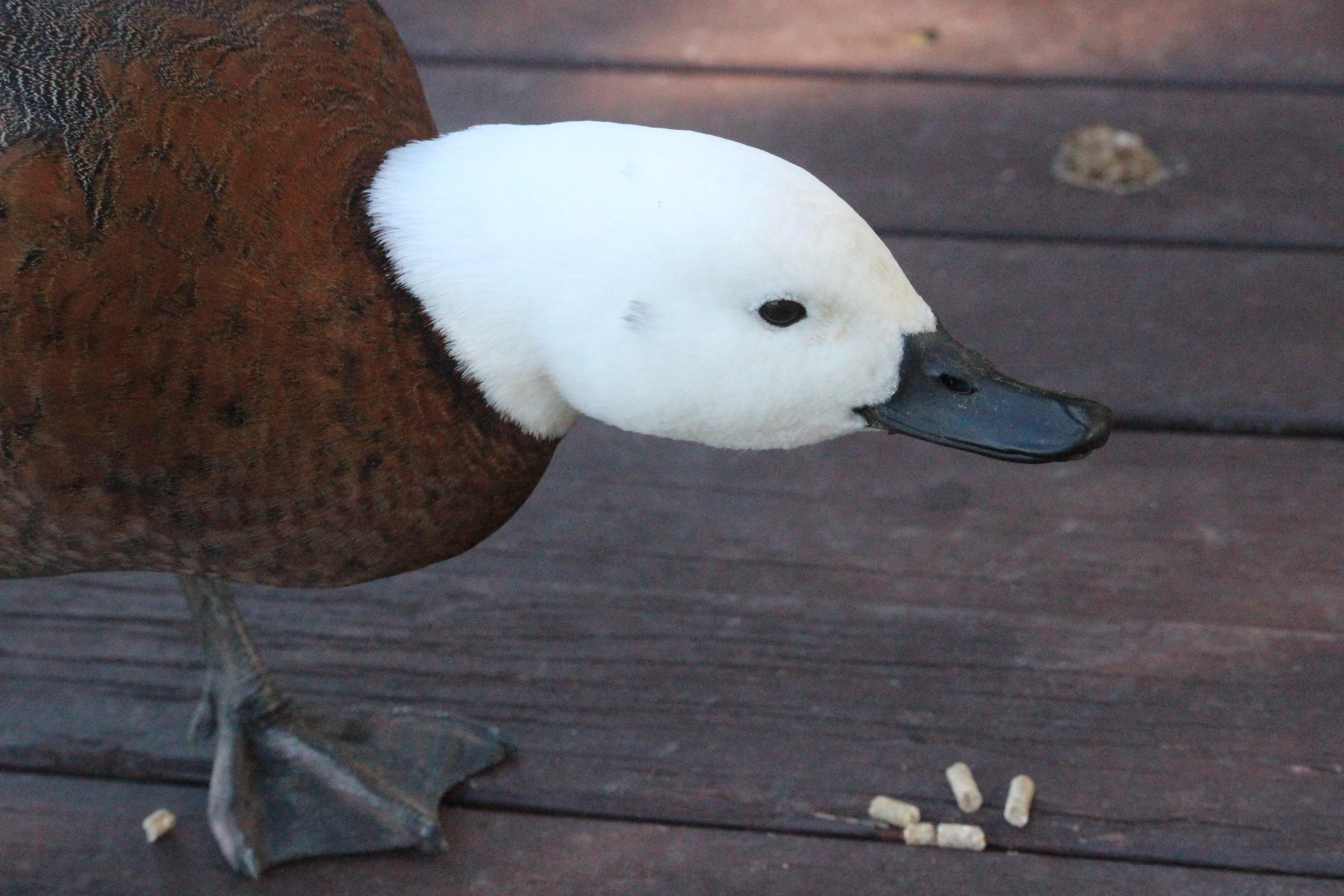 Paradise Shelduck female (wild)