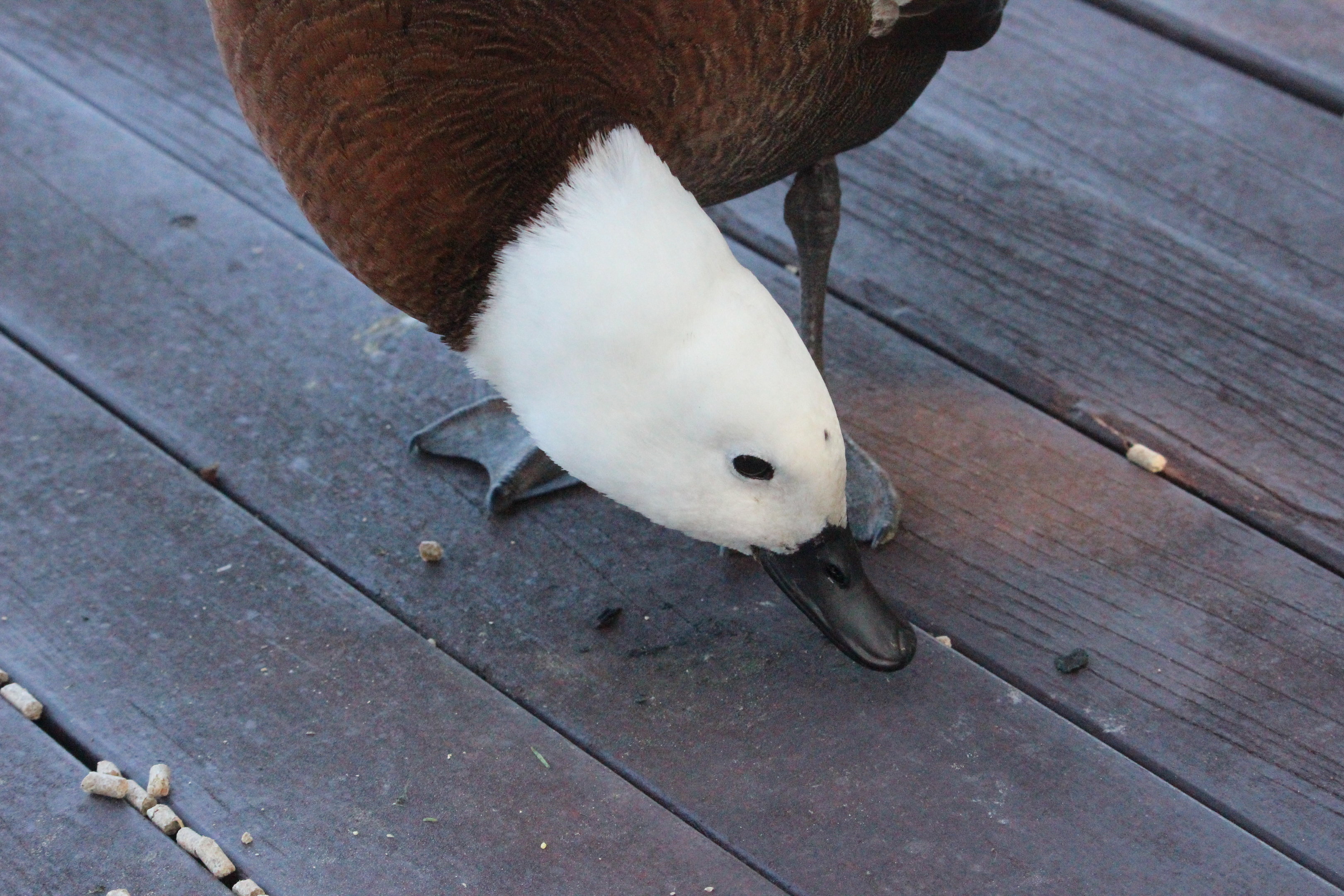 Paradise Shelduck female (wild)
