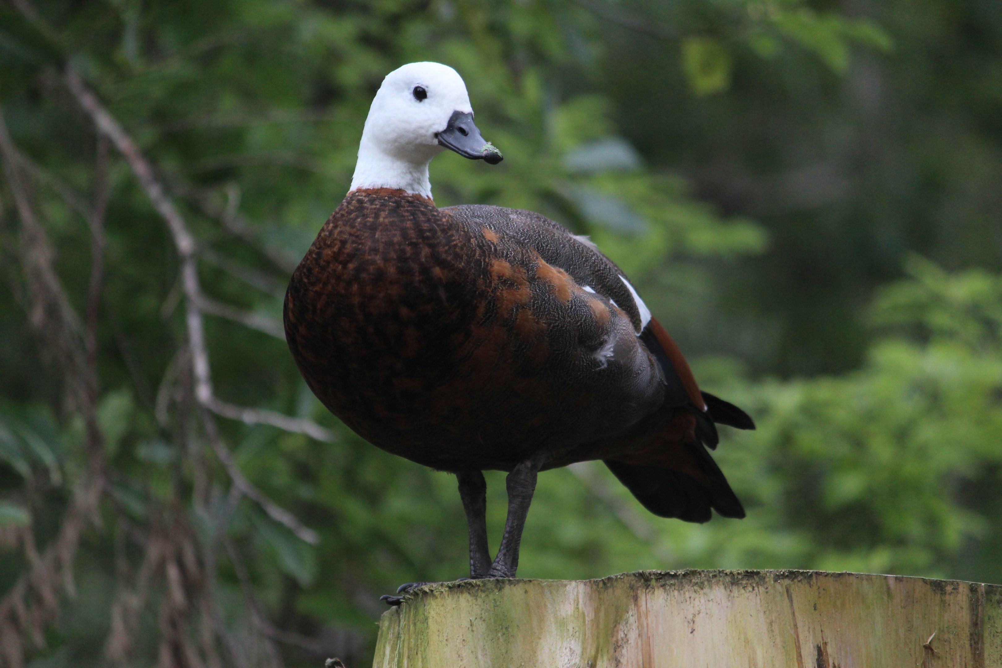 Paradise Shelduck female