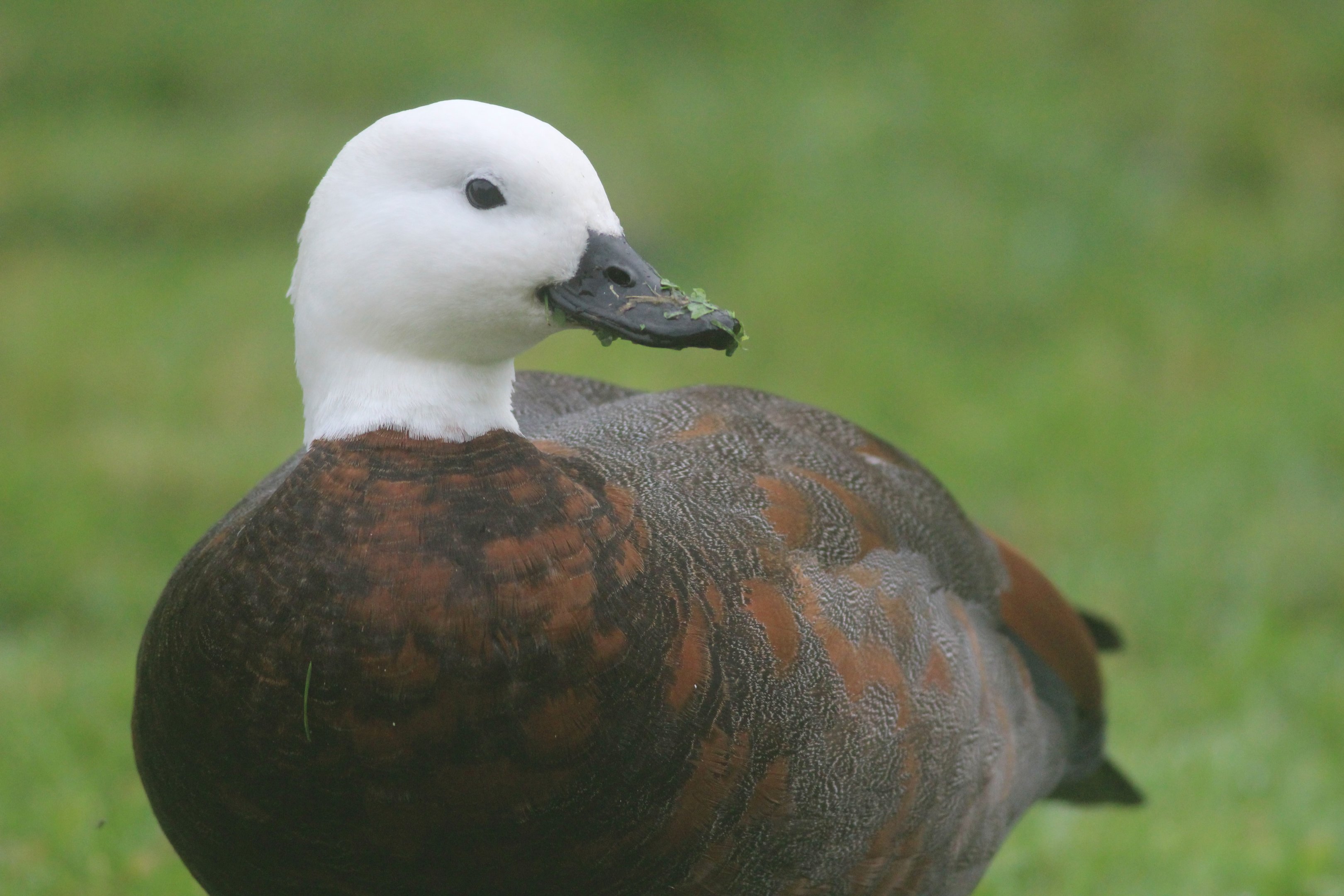 Paradise Shelduck female