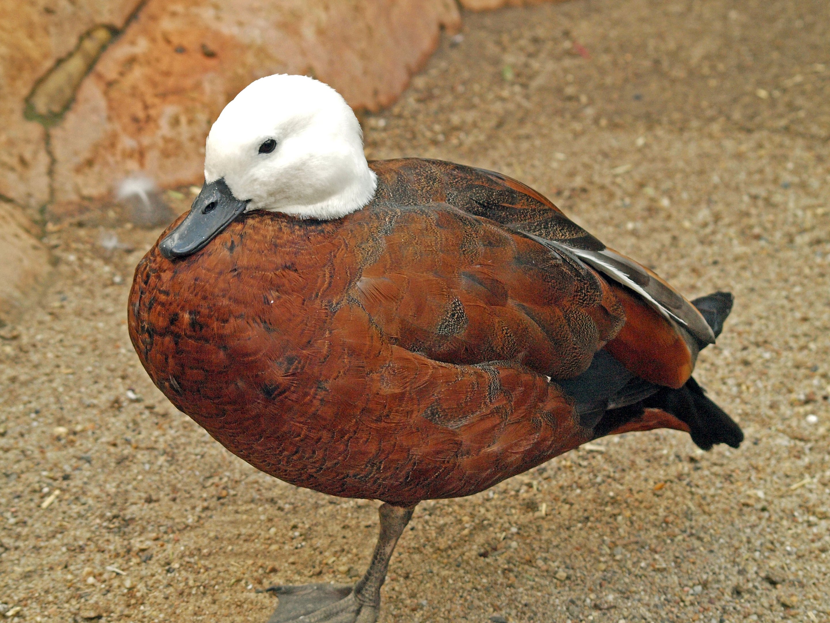 Paradise Shelduck female