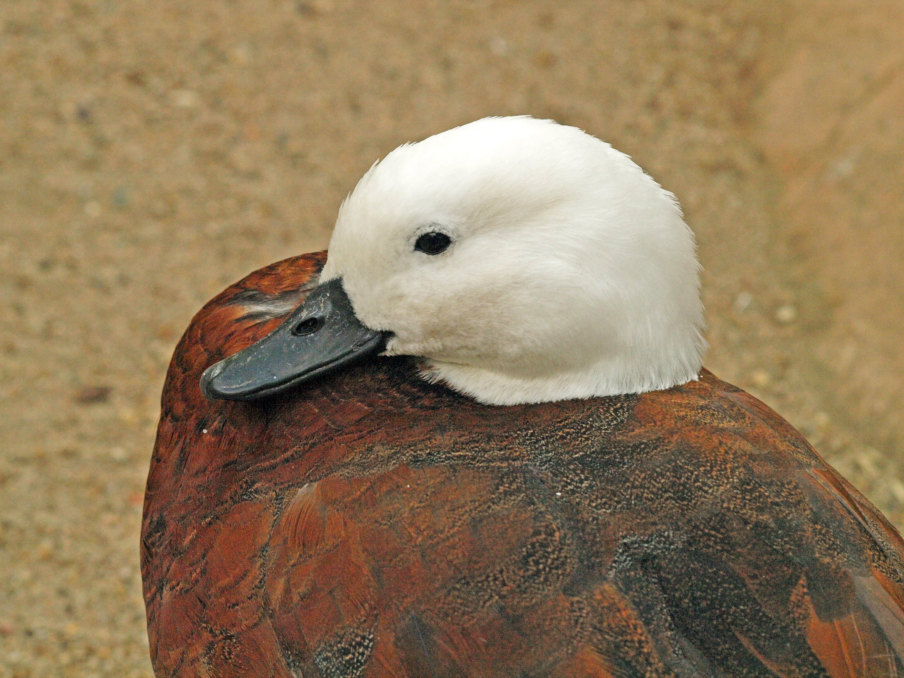 Paradise Shelduck female
