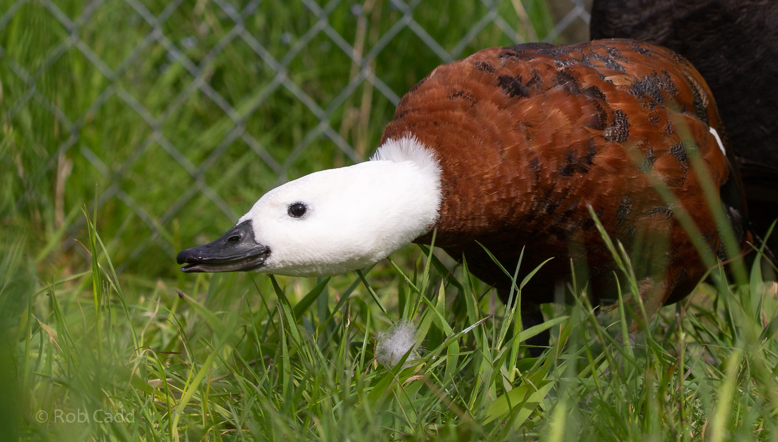 Paradise shelduck : Hamerton : 18 May 2018