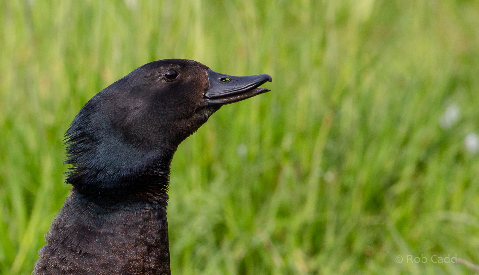 Paradise shelduck : Hamerton : 18 May 2018