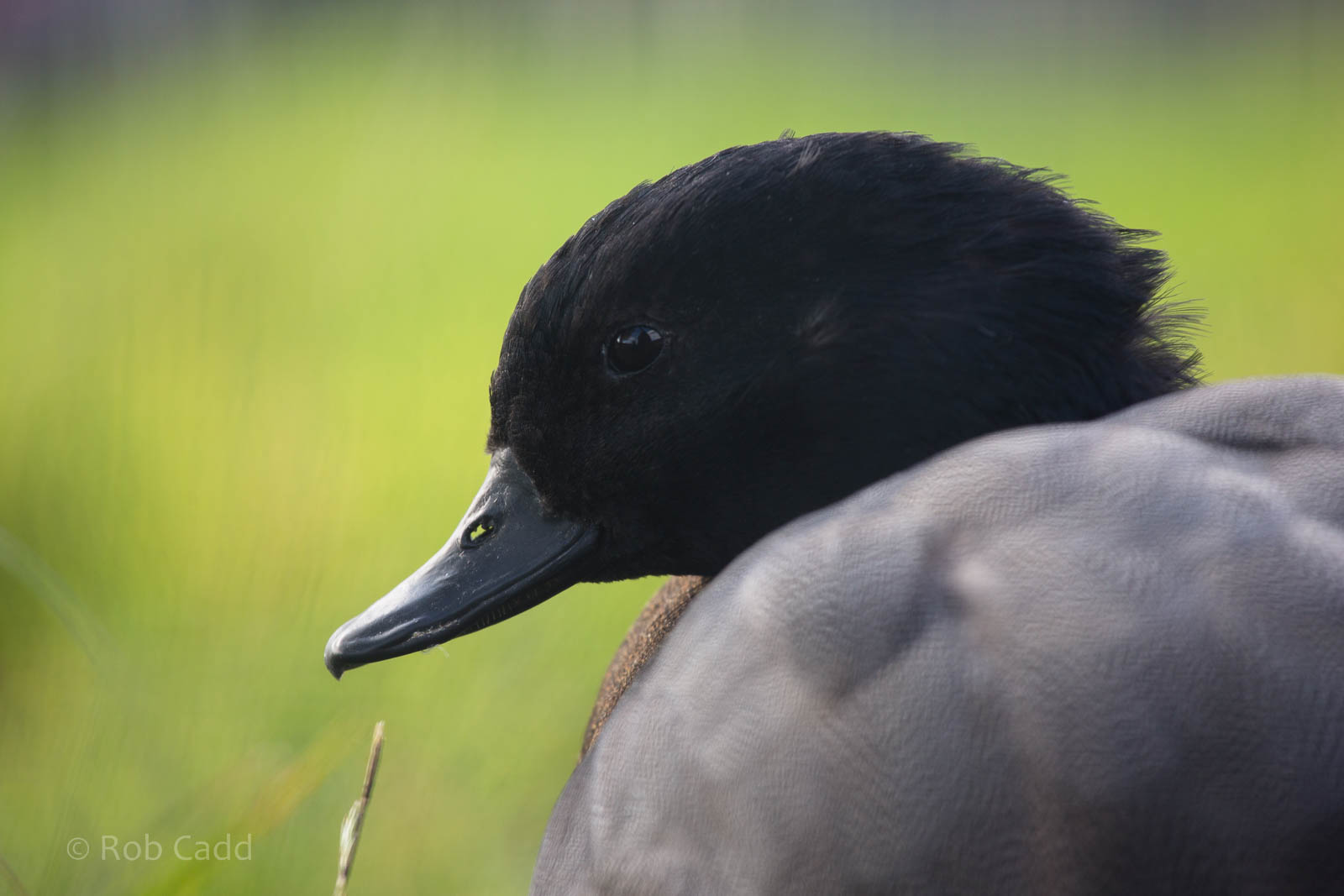 Paradise shelduck : Hamerton : 27 Sep 2014