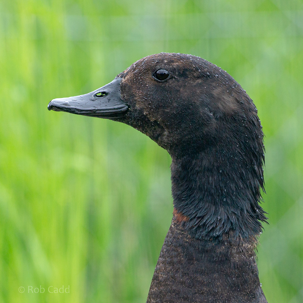 Paradise shelduck : Hamerton : 31 May 2019