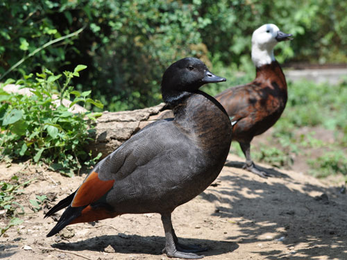 Paradise Shelduck in Kishinev Zoo