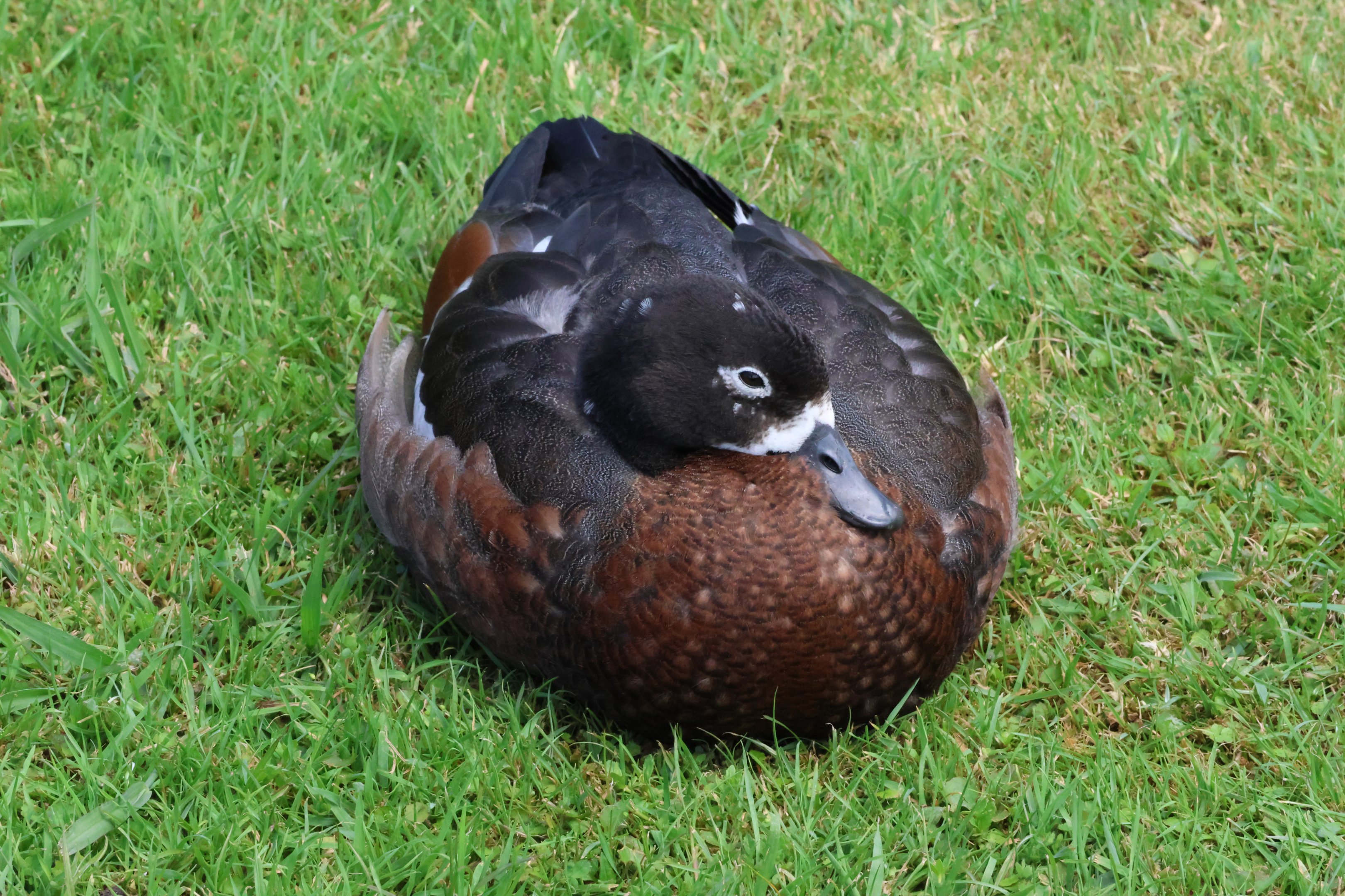 Paradise Shelduck juvenile (wild)