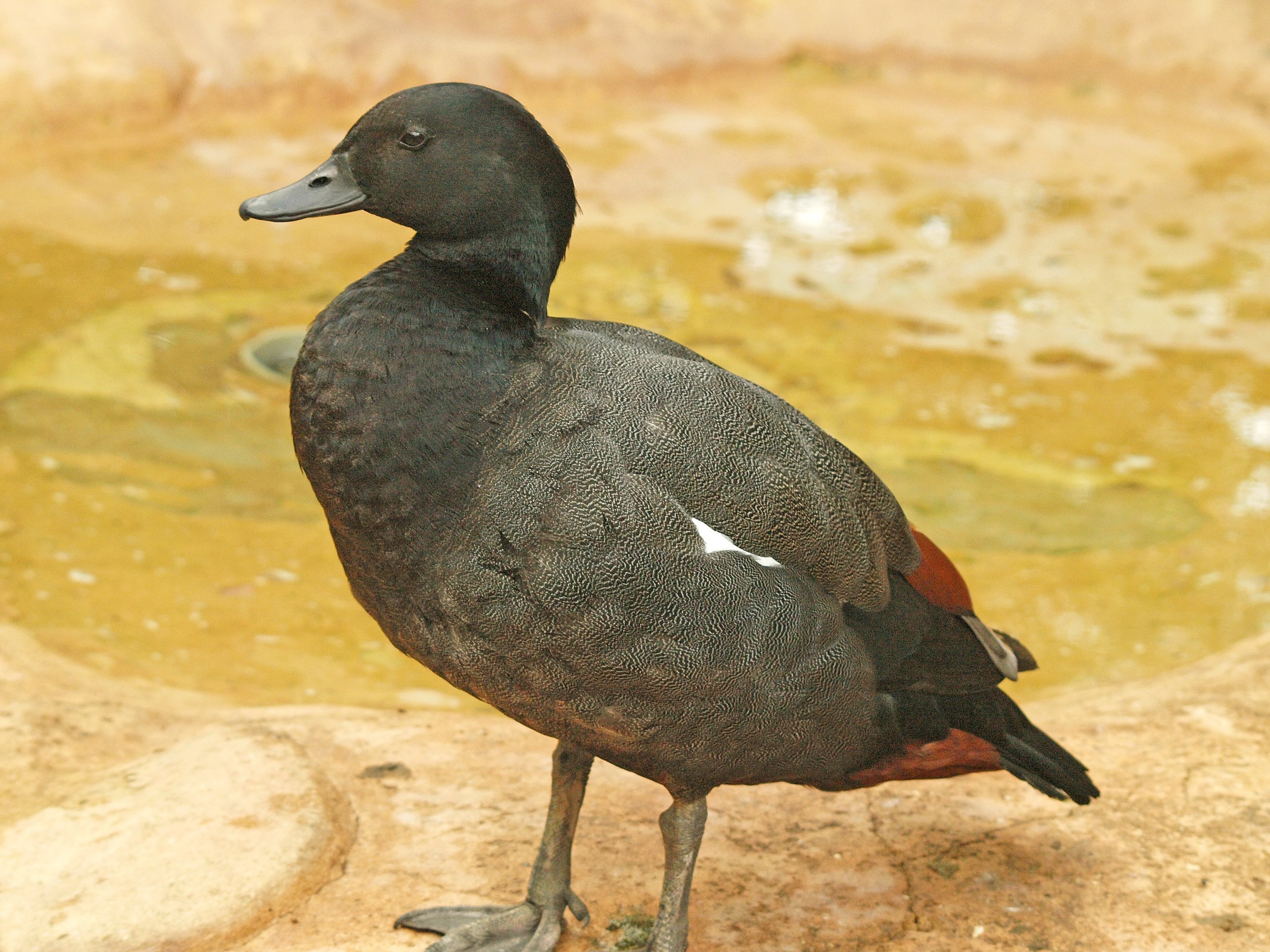 Paradise Shelduck male