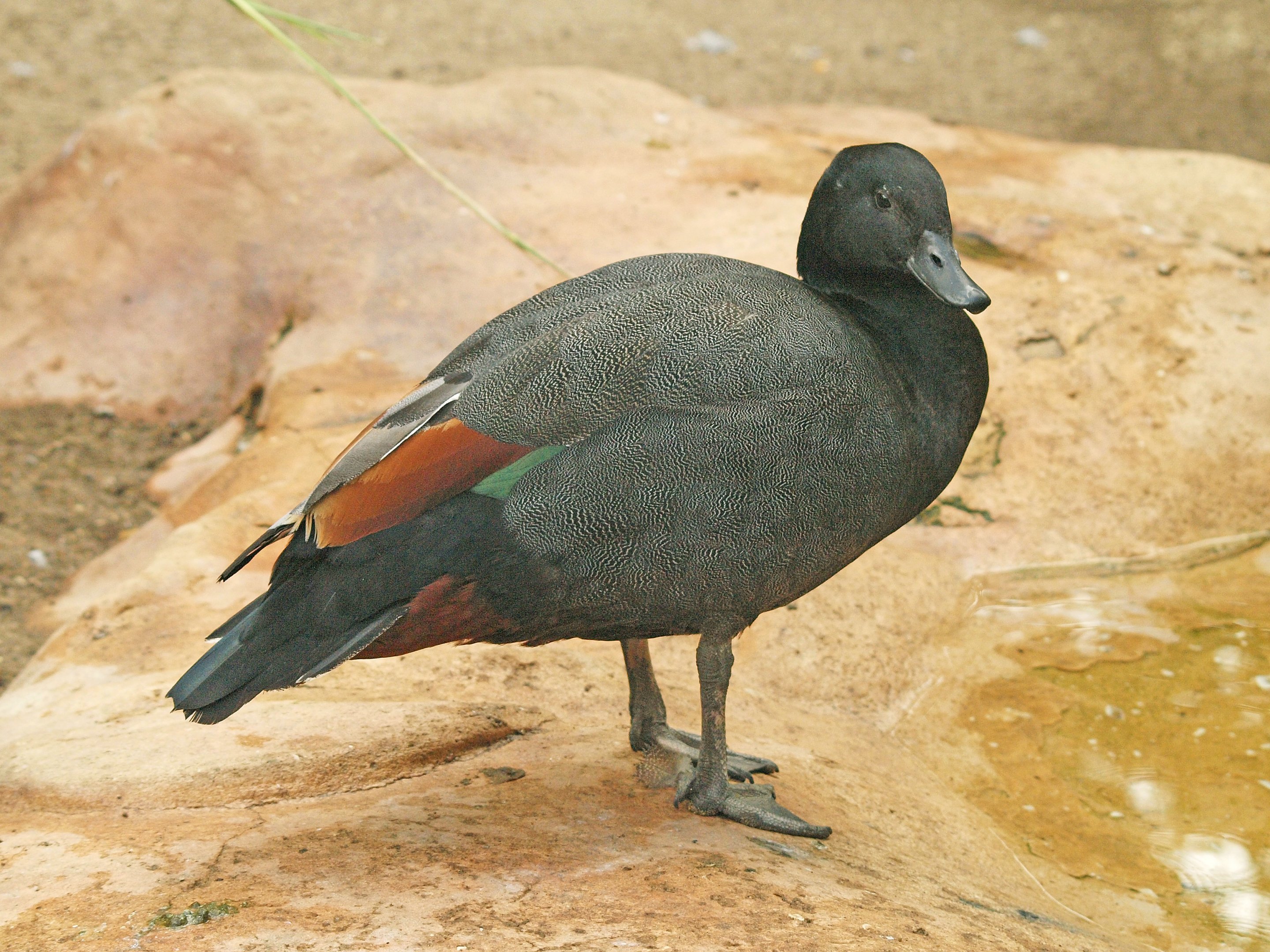 Paradise Shelduck male