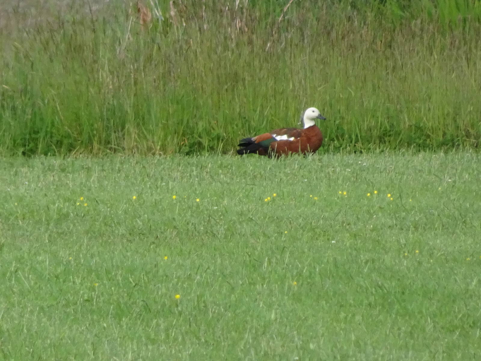 Paradise Shelduck, November 2015