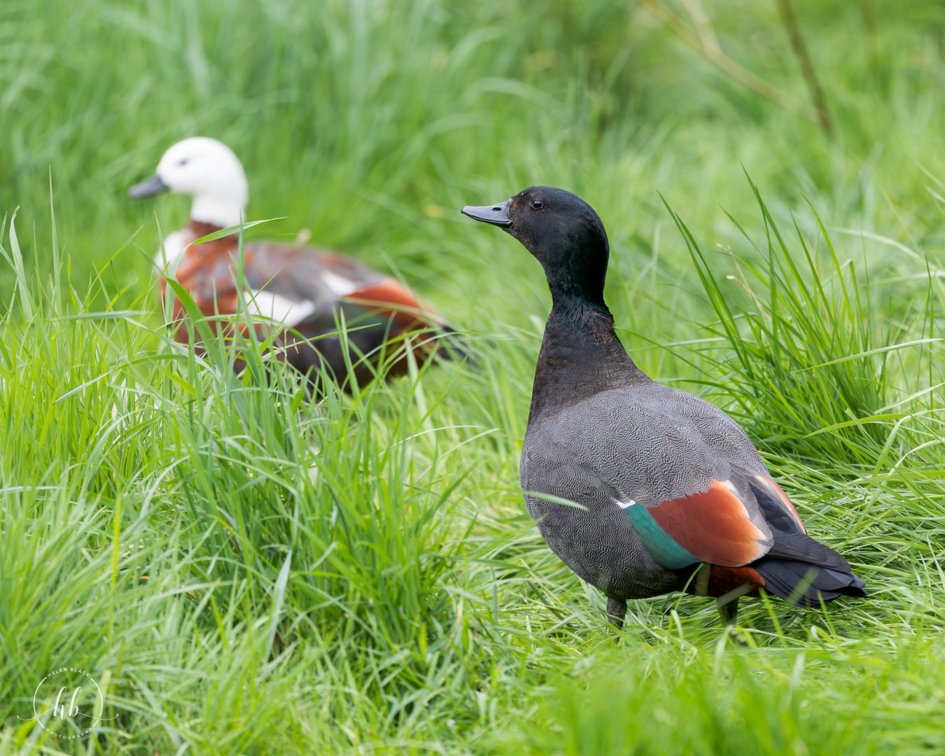 Paradise Shelduck pair / Hamerton / 24-4-25