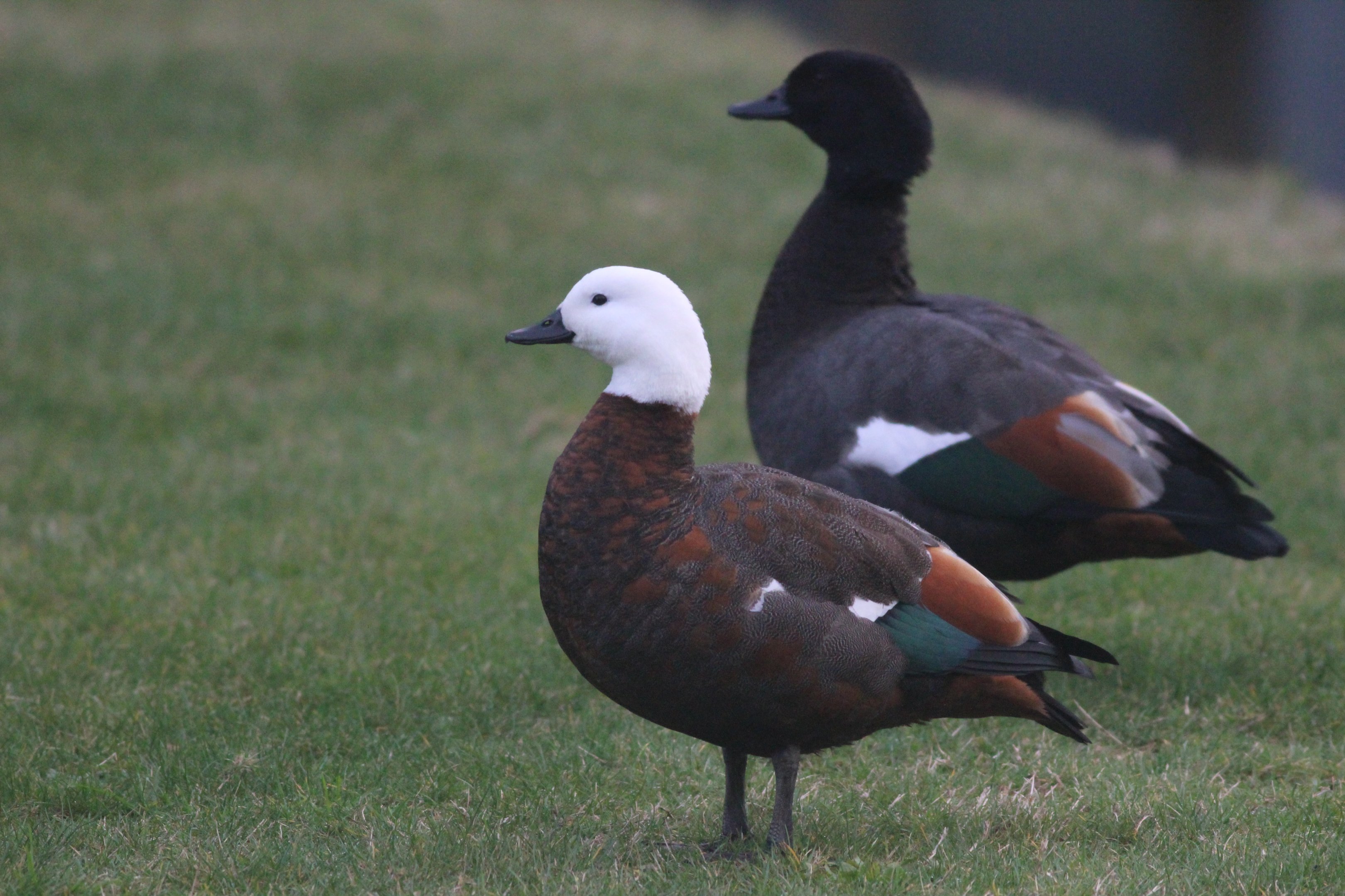Paradise Shelduck pair