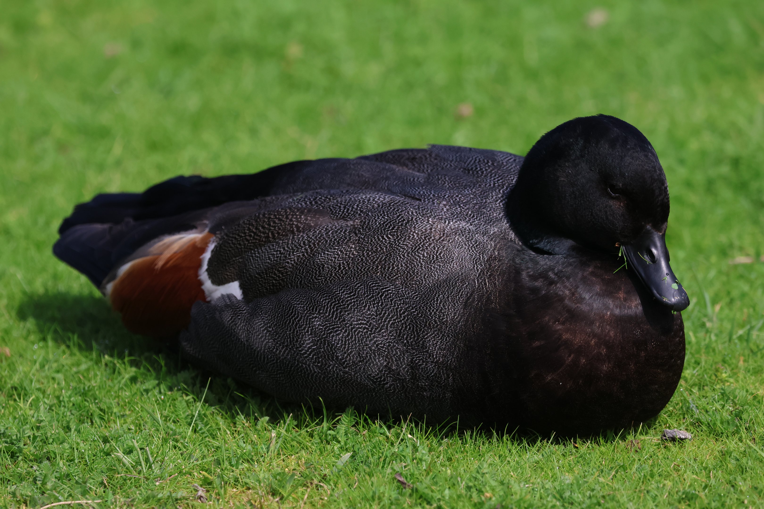 Paradise Shelduck (Tadorna variegata) drake, Waimanu Lagoons Reserve (Waikanae, Wellington)