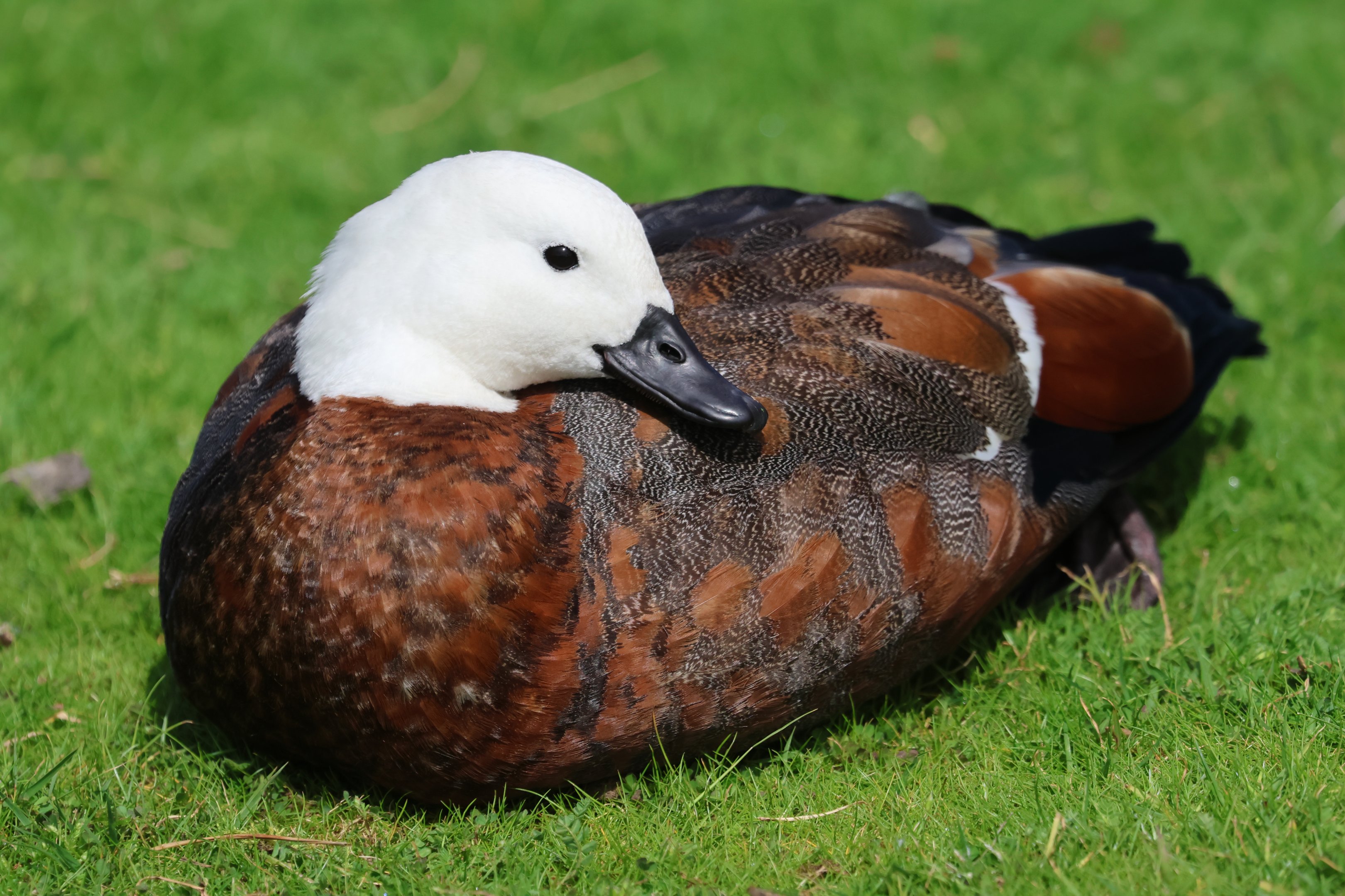 Paradise Shelduck (Tadorna variegata) female, Waimanu Lagoons Reserve (Waikanae, Wellington)
