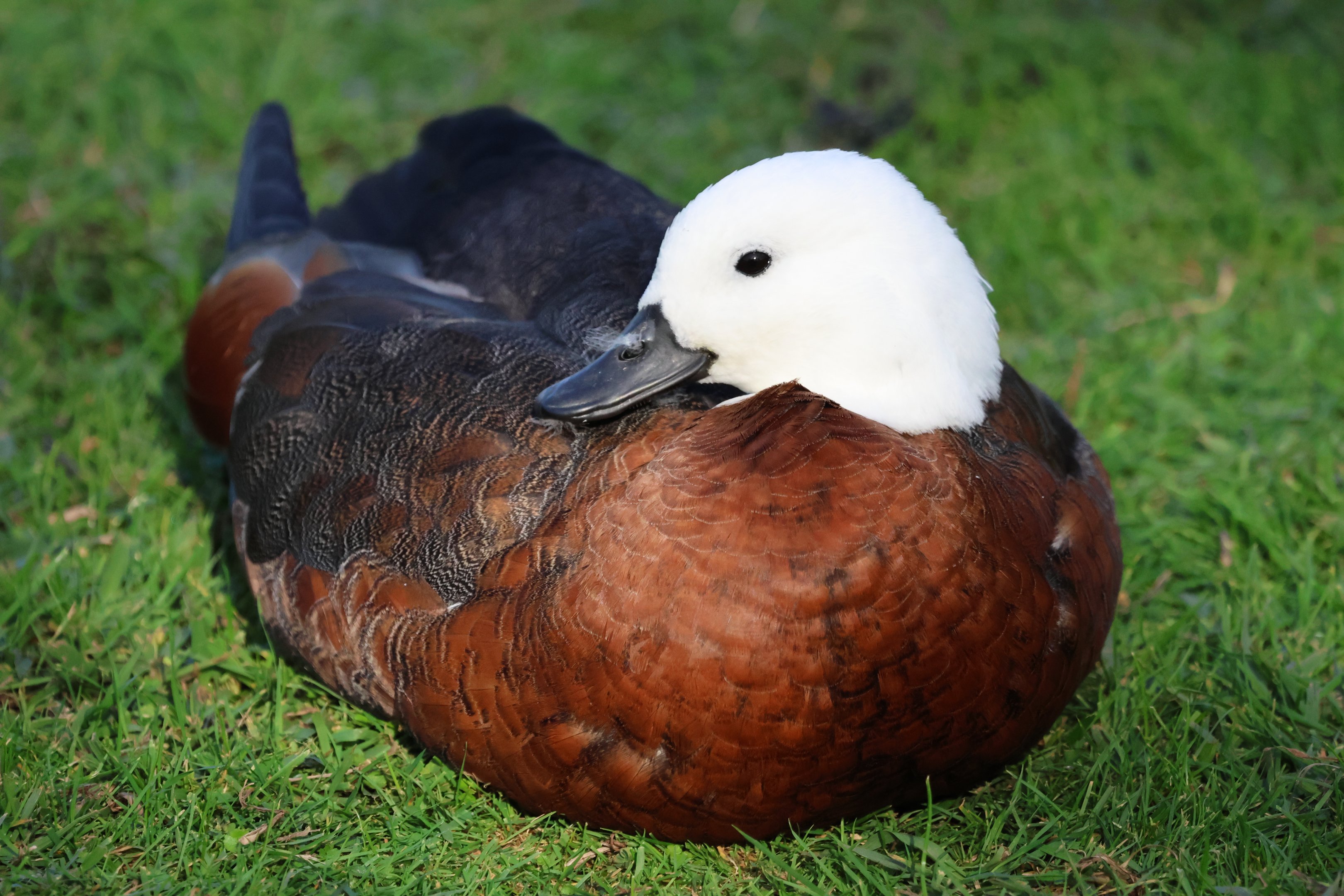 Paradise Shelduck (Tadorna variegata) female (wild)
