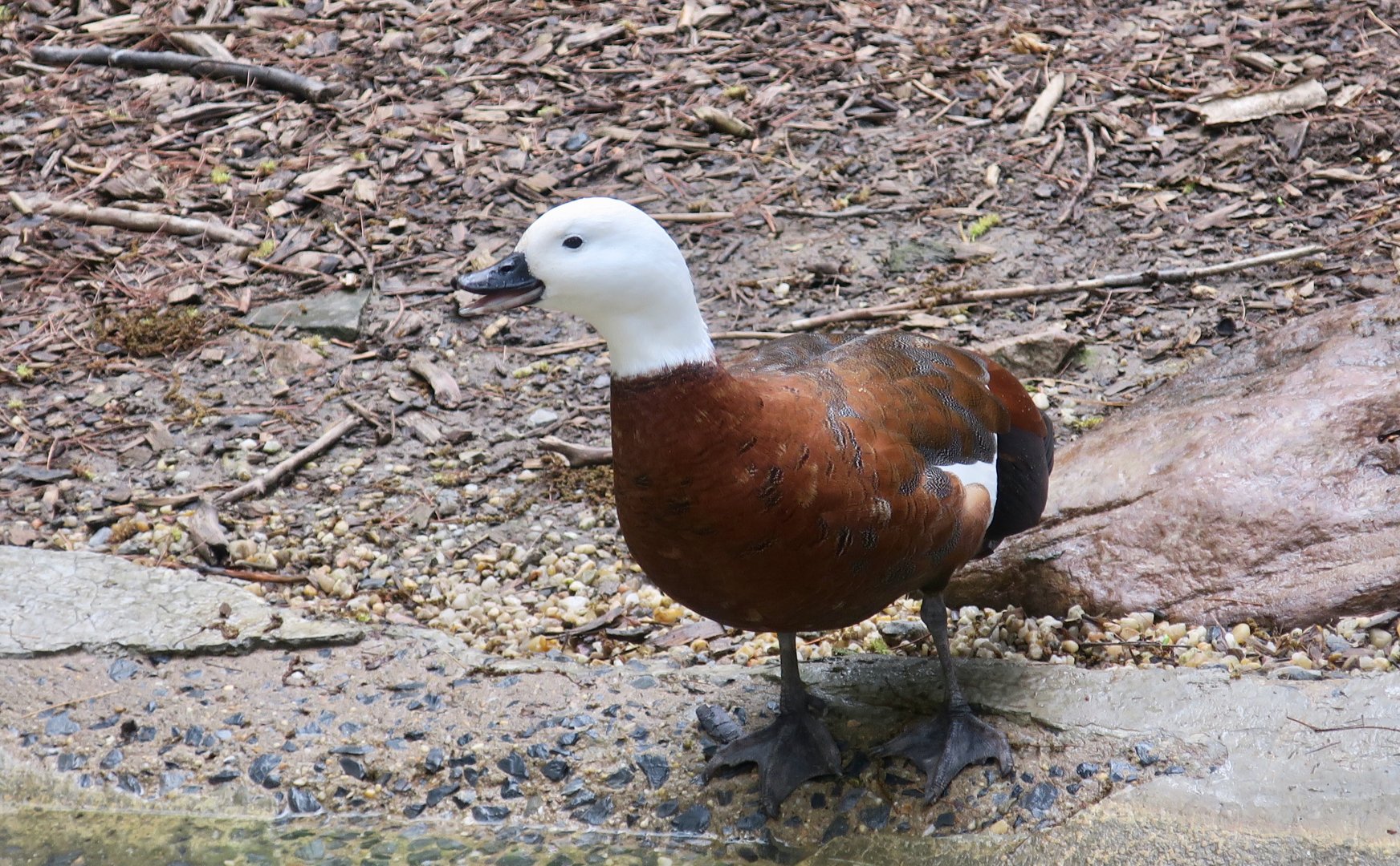 Paradise Shelduck (Tadorna variegata) female