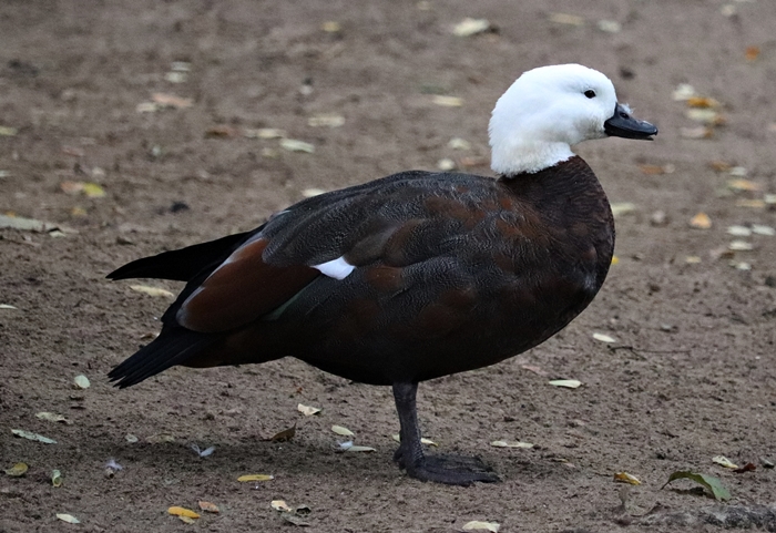 Paradise shelduck (Tadorna variegata), female