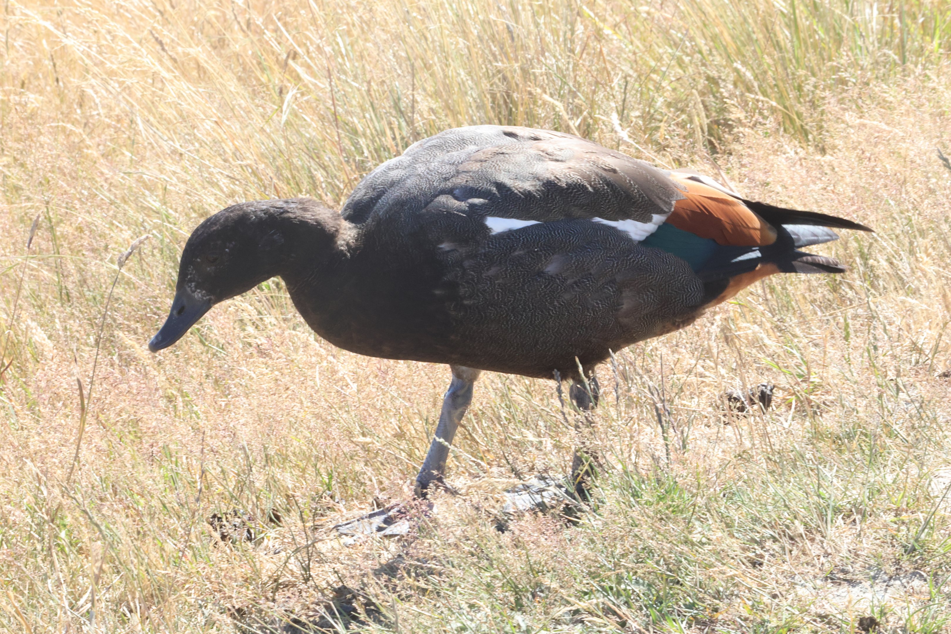 Paradise Shelduck (Tadorna variegata) juvenile (wild), Deer Park Heights (Queenstown)