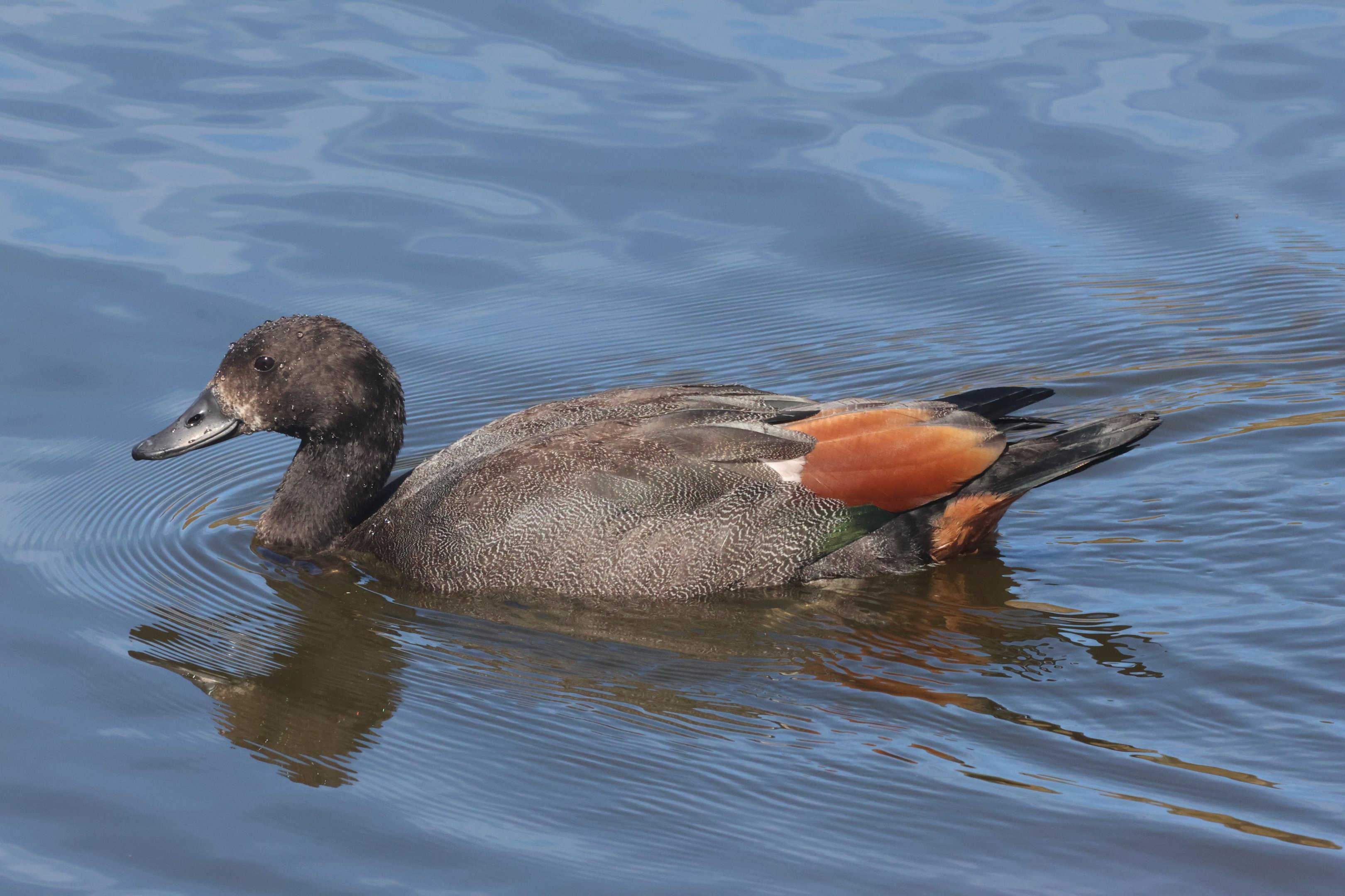 Paradise Shelduck (Tadorna variegata) juvenile (wild), Deer Park Heights (Queenstown)