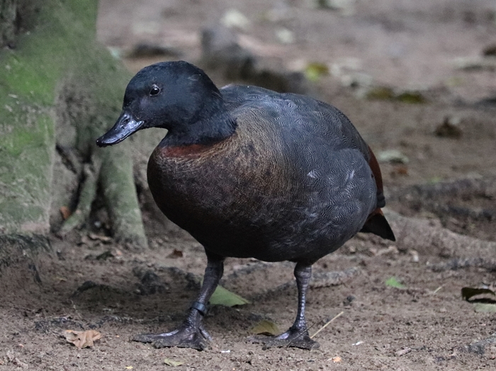 Paradise shelduck (Tadorna variegata), male