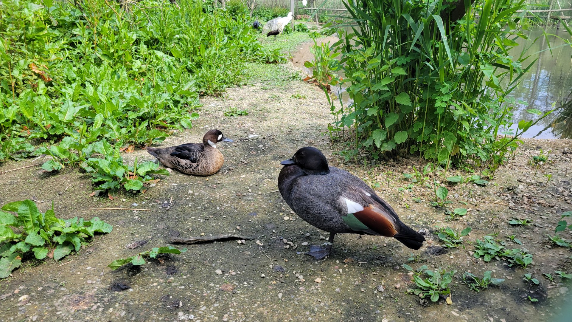 Paradise shelduck (Tadorna variegata) & Spectacled duck (Speculanas specularis)
