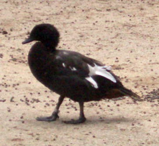 Paradise Shelduck (Tadorna variegata)