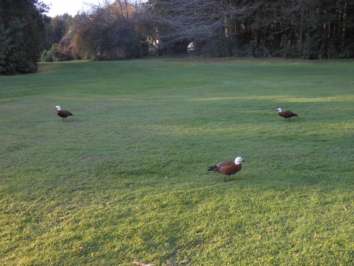 Paradise Shelduck (Tadorna variegata)