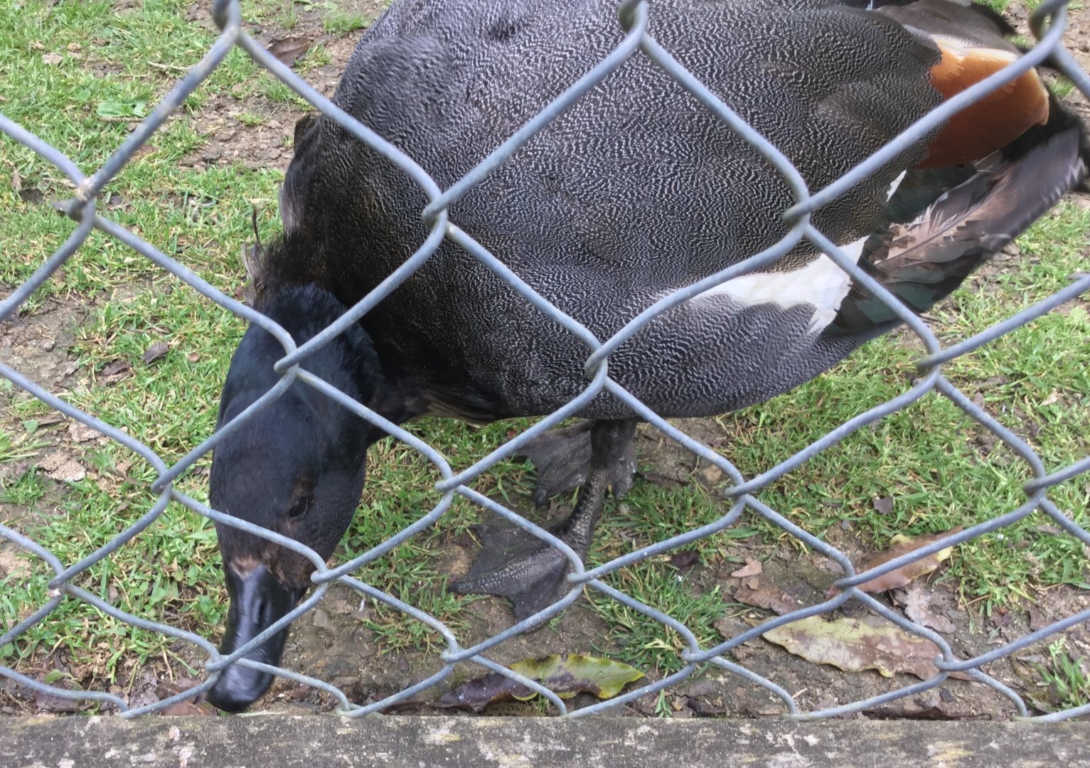 Paradise shelduck (Tadorna variegata)