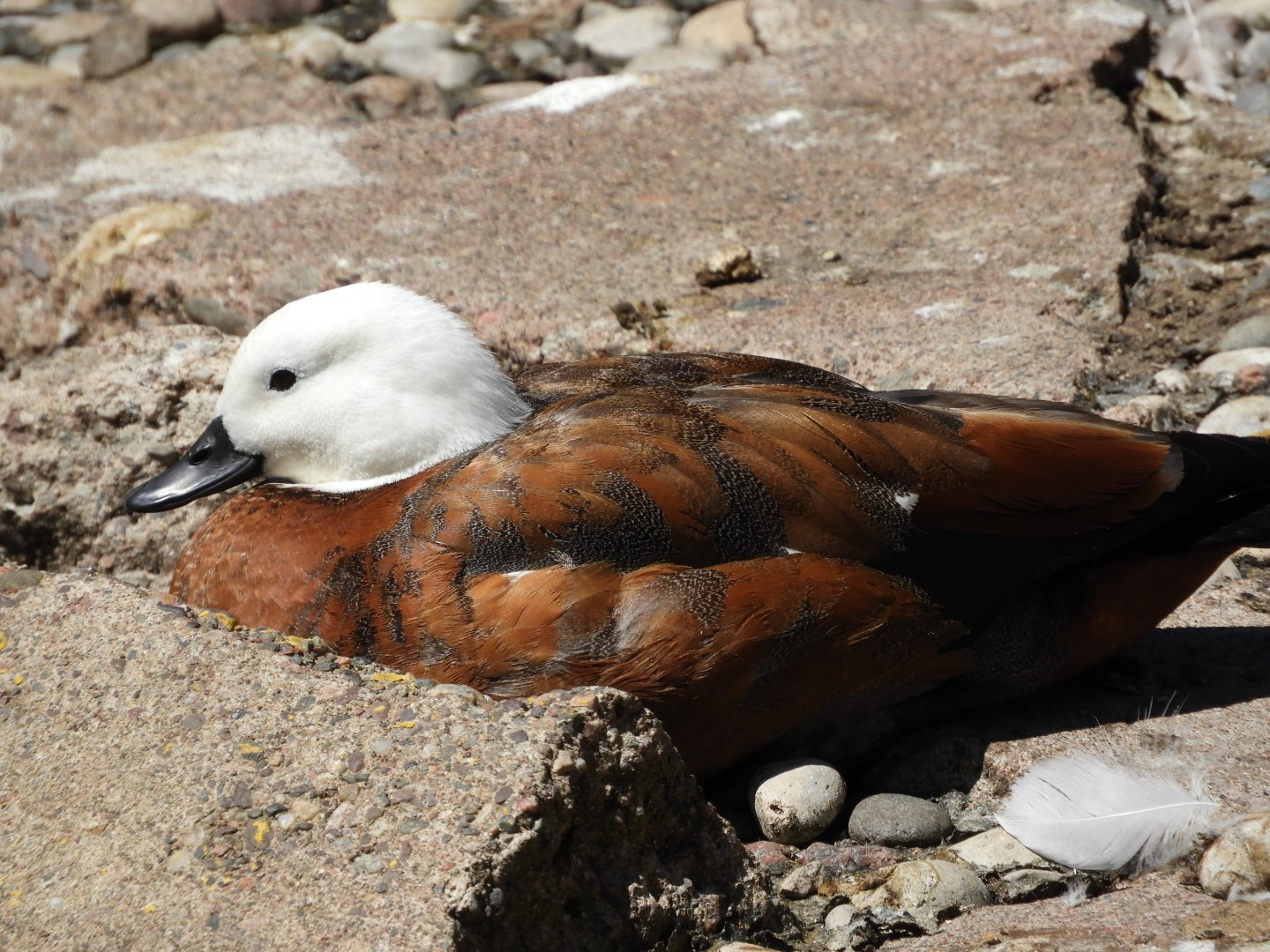 Paradise Shelduck (Tadorna variegata)