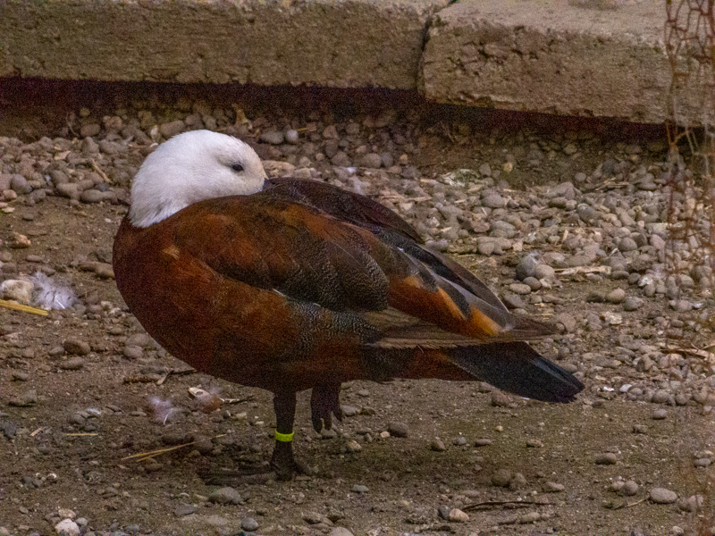 Paradise shelduck (Tadorna variegata)
